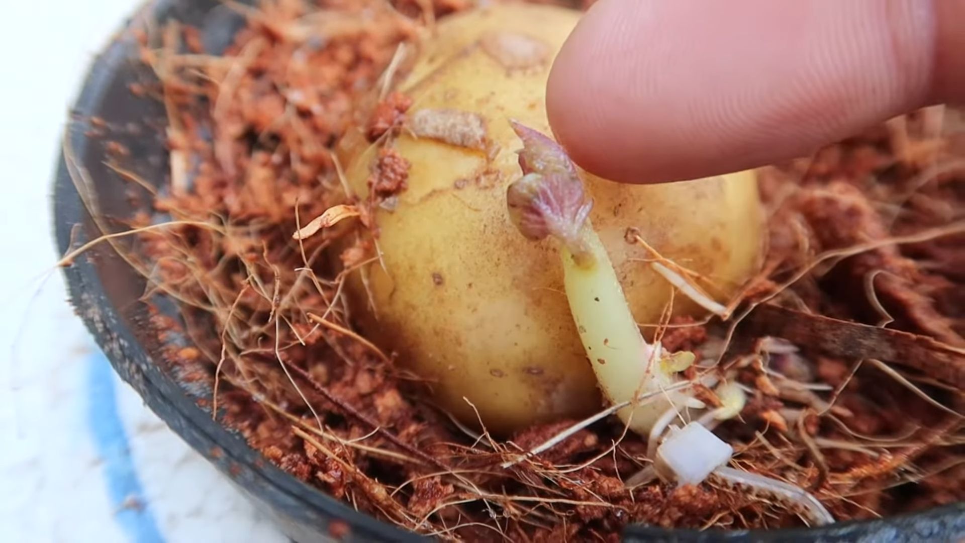 Kartoffeln in Wasser anbauen