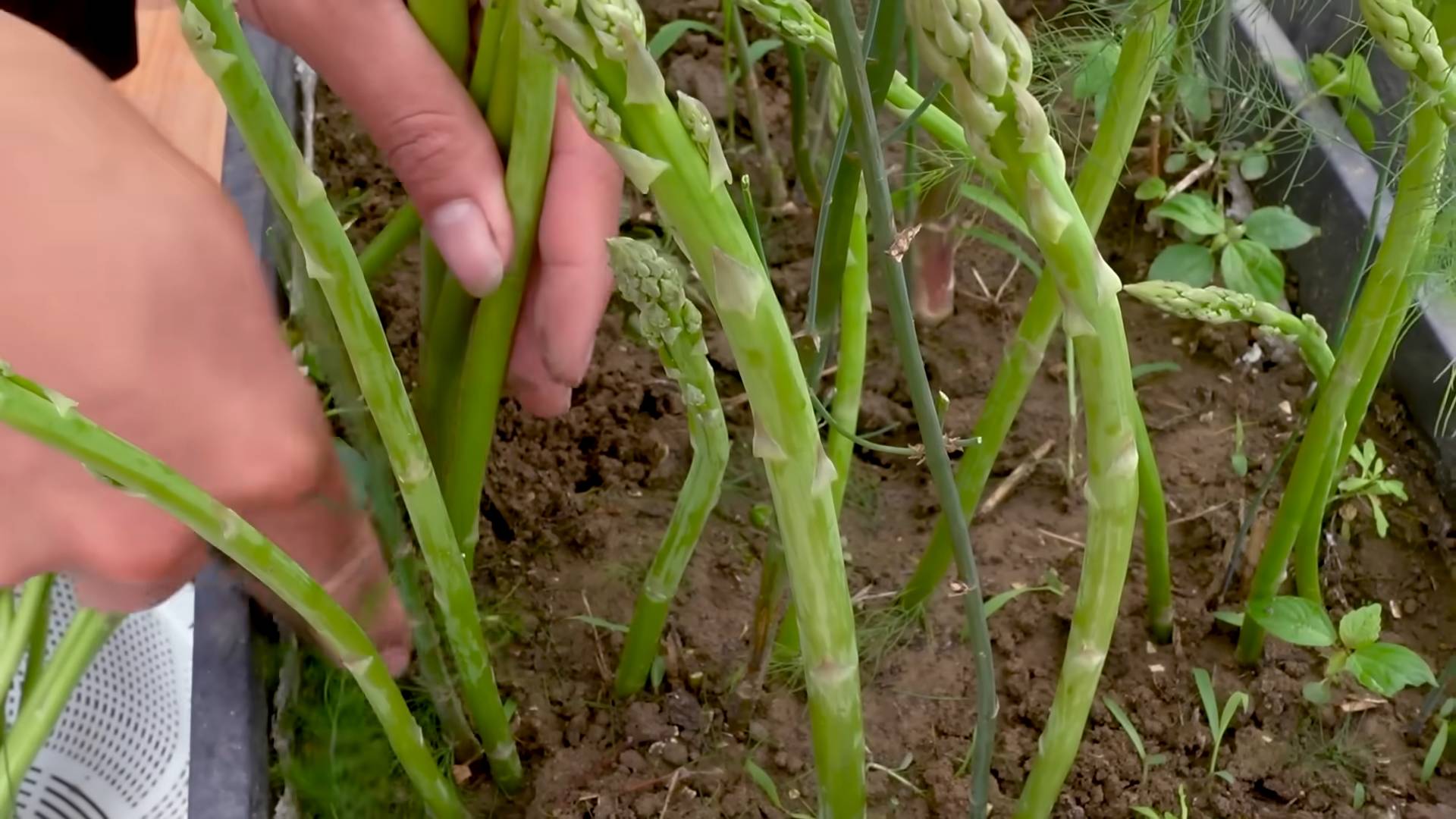Spargel anbauen Schritt für Schritt