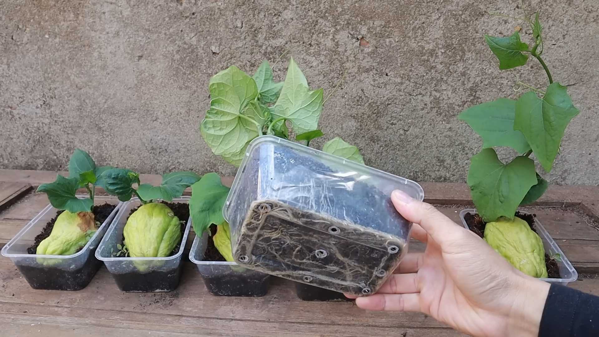 Chayote Anbau und Vermehrung