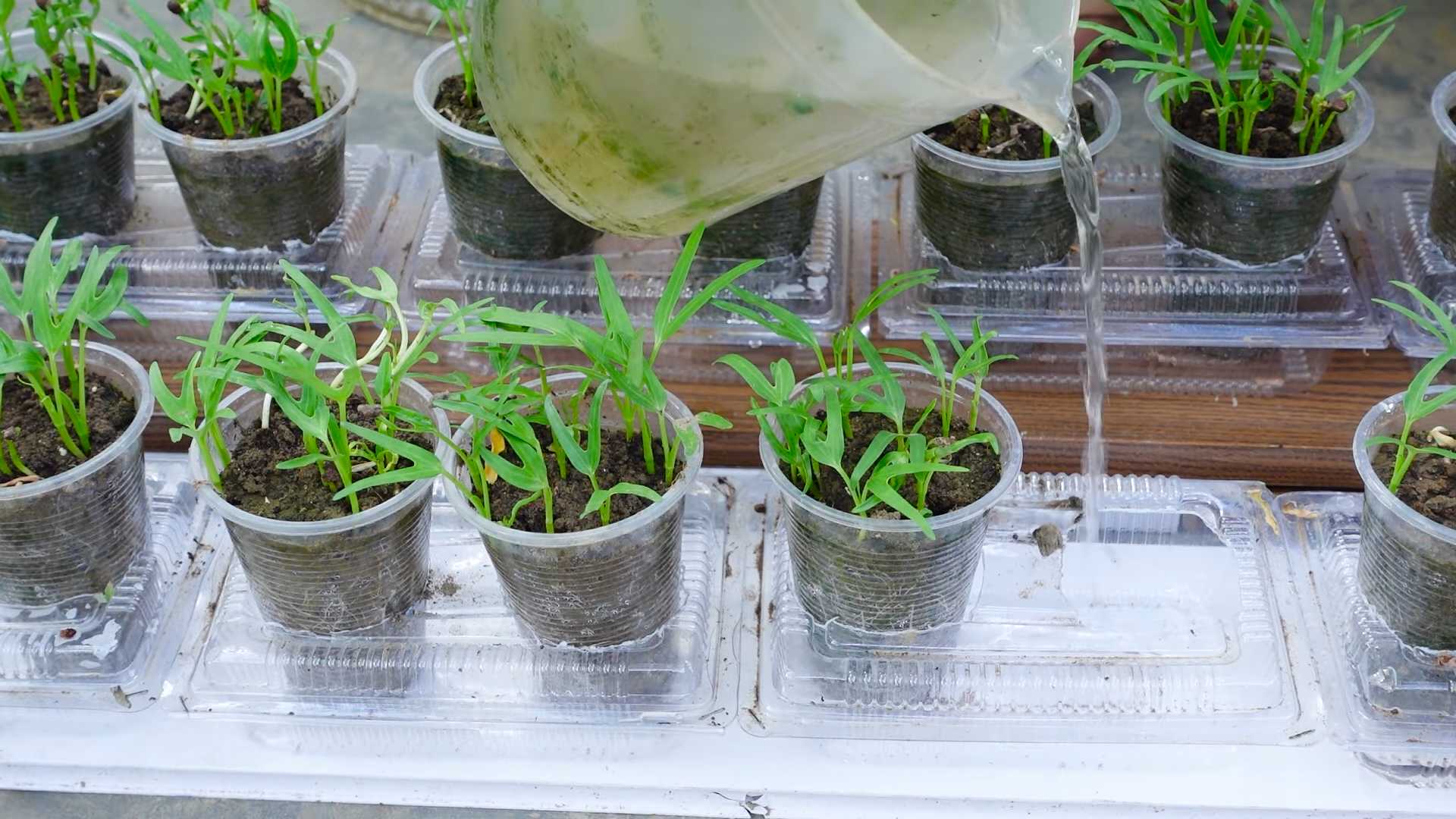 Wasserspinat anbauen ohne Gießen