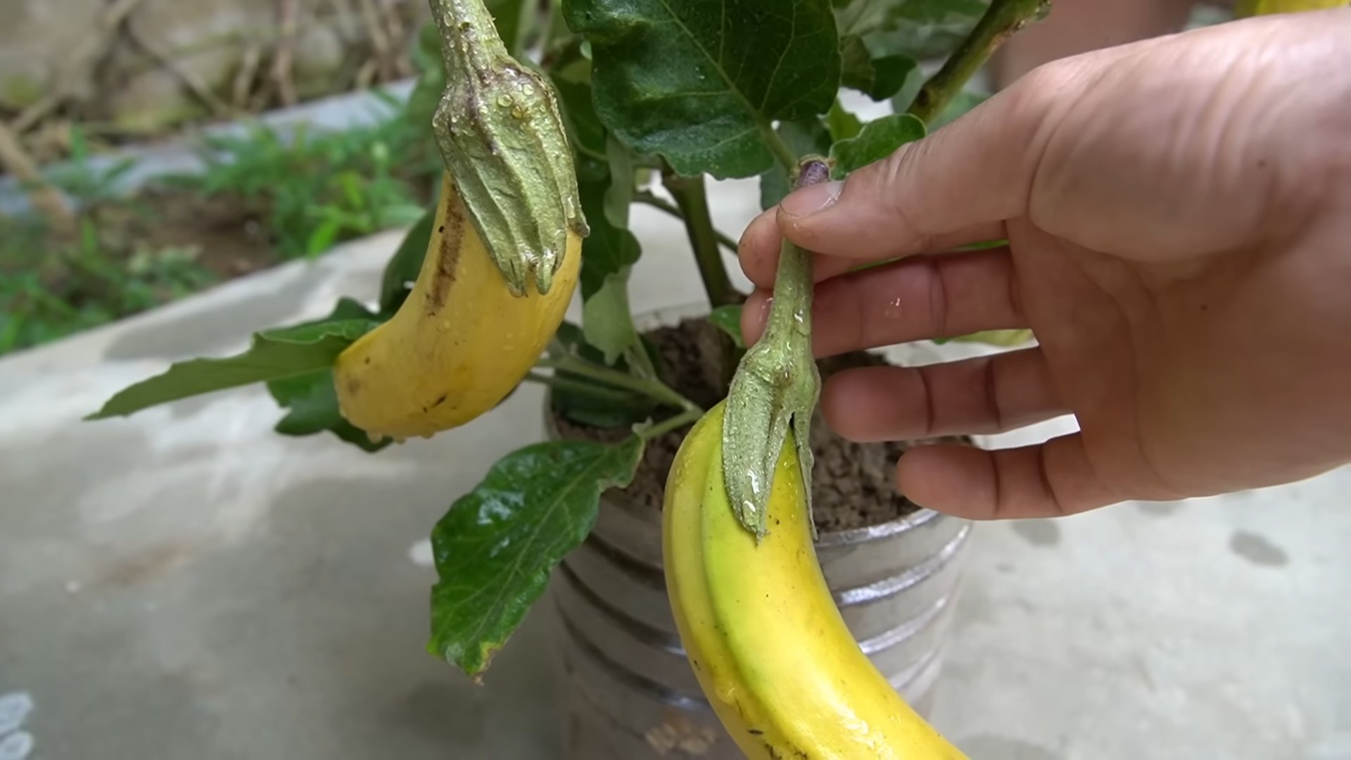 Auberginen Anbau mit Banane