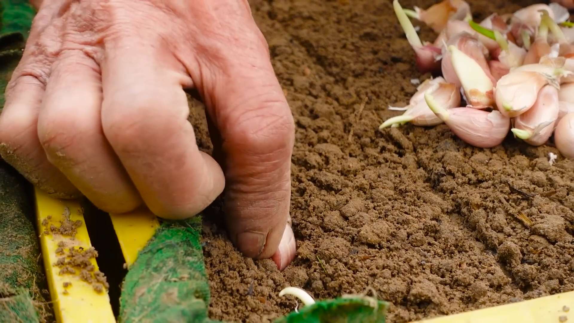 Knoblauch anbauen große Zehen