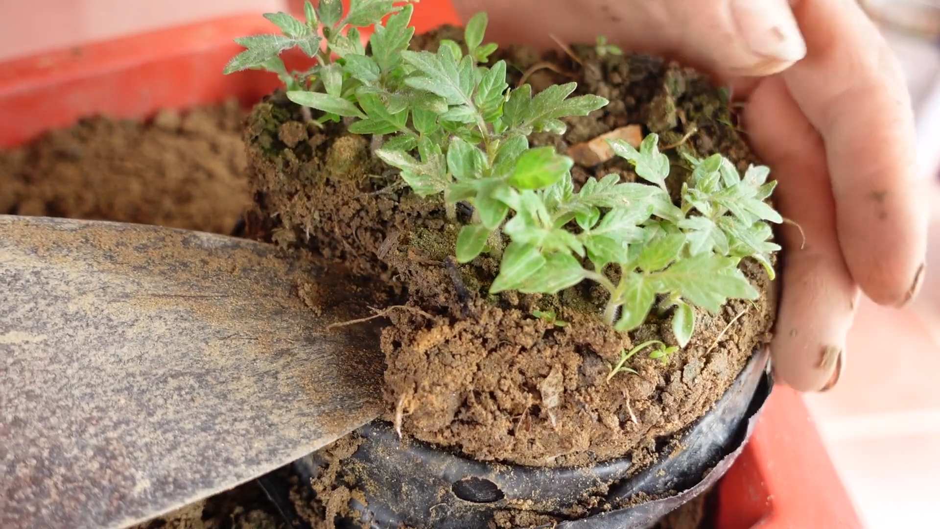 Balkon Kirschtomaten Anbau leicht gemacht
