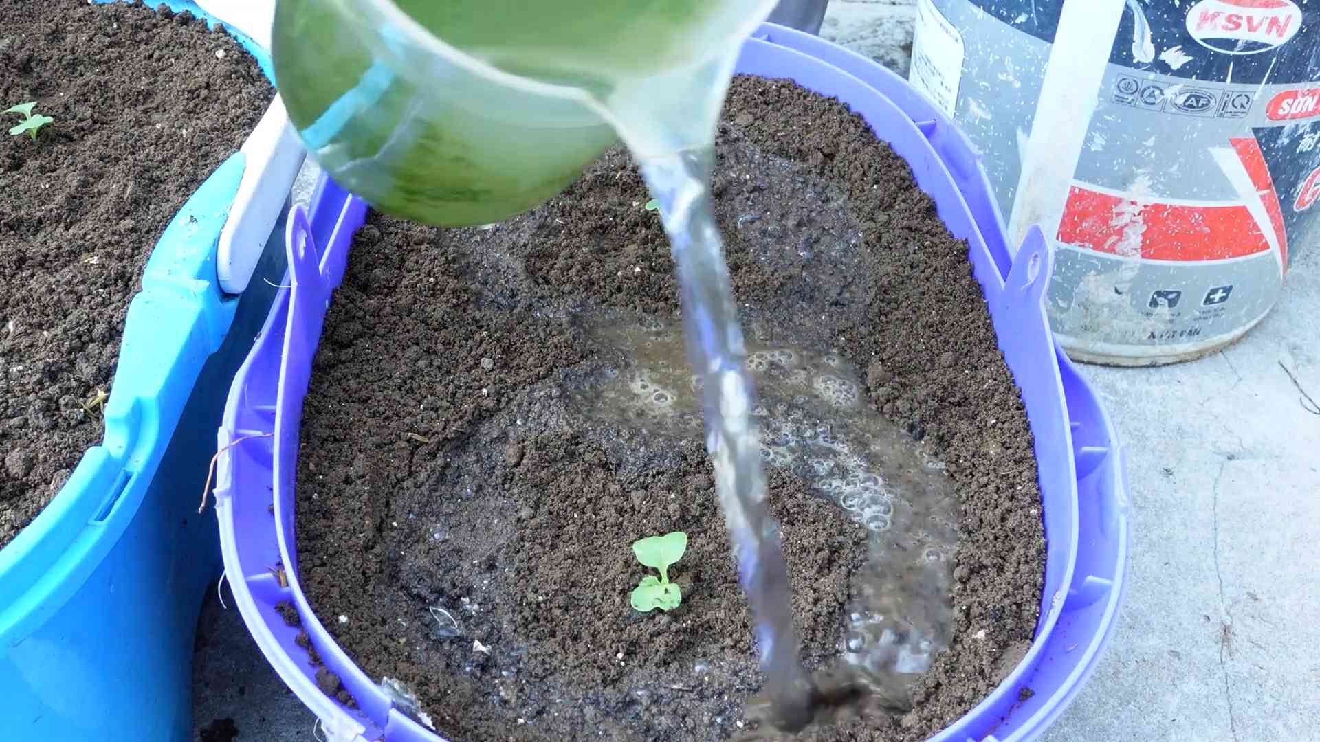 Kohl anbauen hoher Ertrag