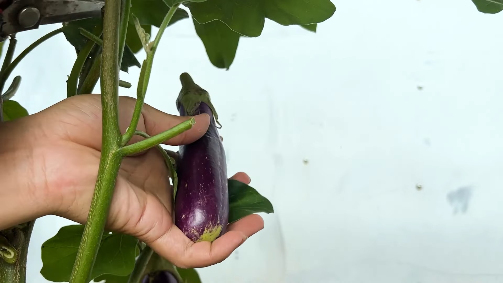 Auberginen Ernte steigern