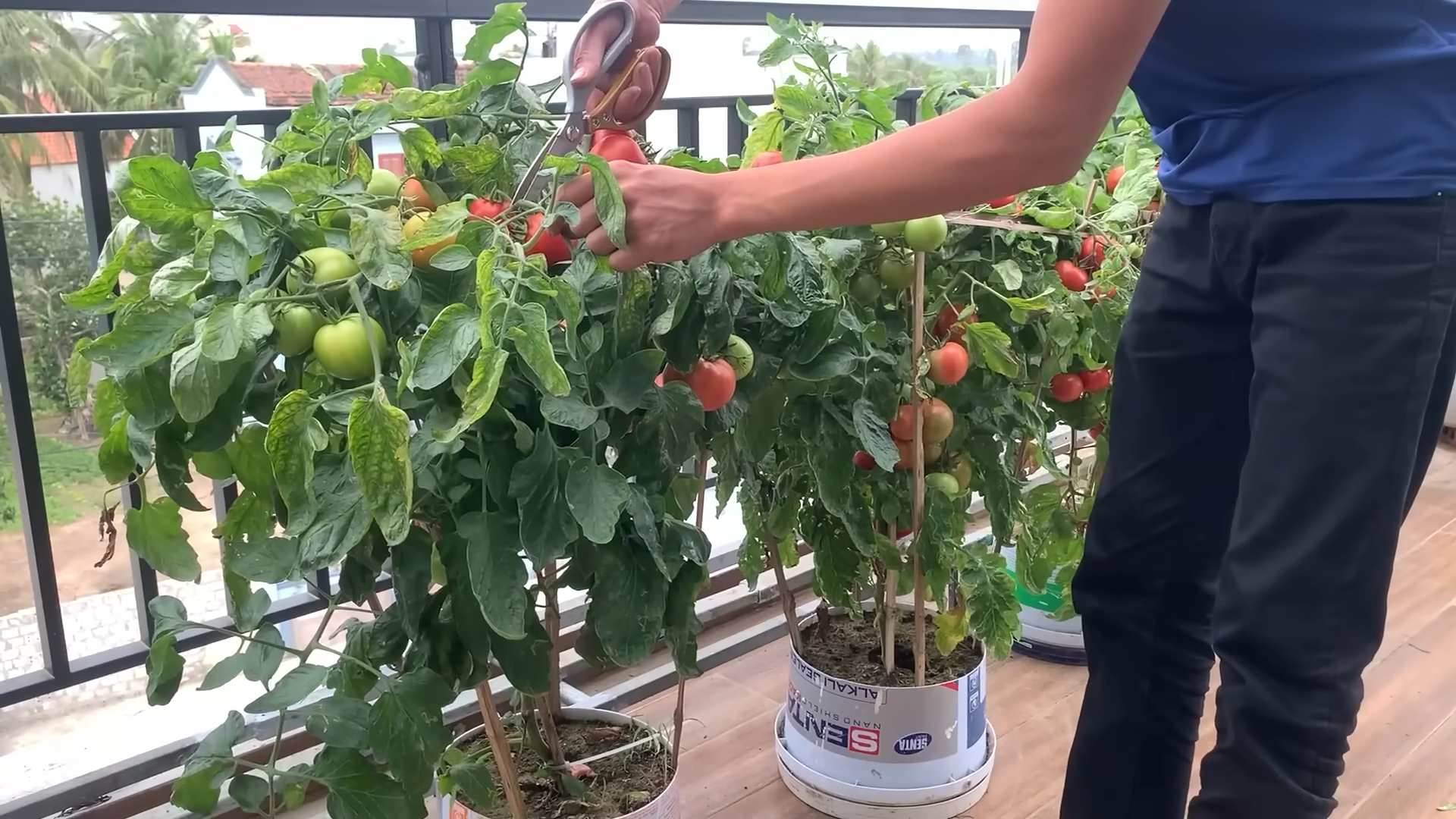 Tomaten Balkon anbauen