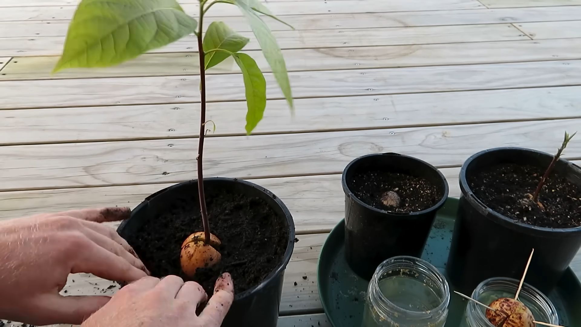 Avocado selber ziehen