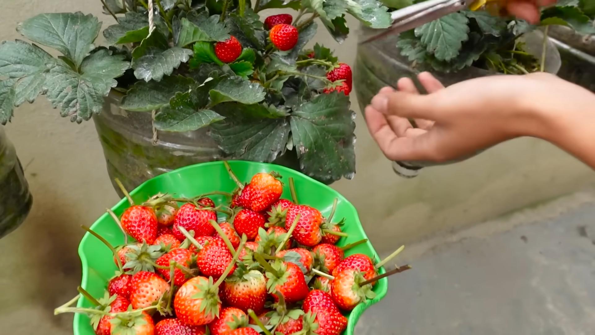 Erdbeeren im Topf anbauen