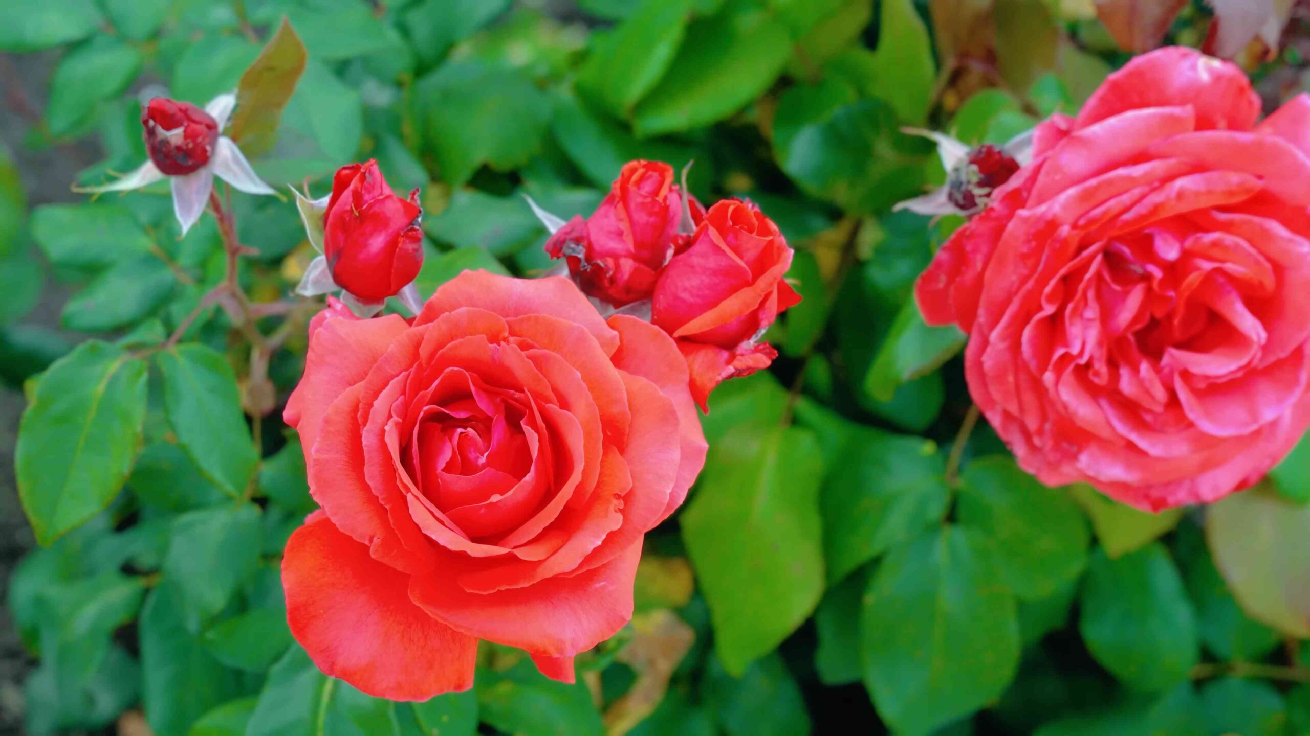 Rosen anpflanzen Anleitung