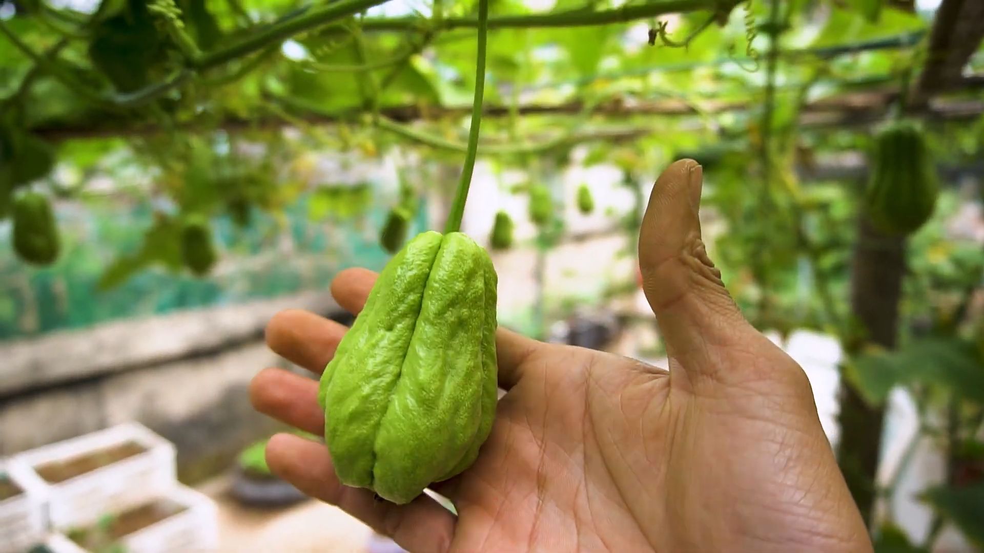 Chayote Anbau und Ernte
