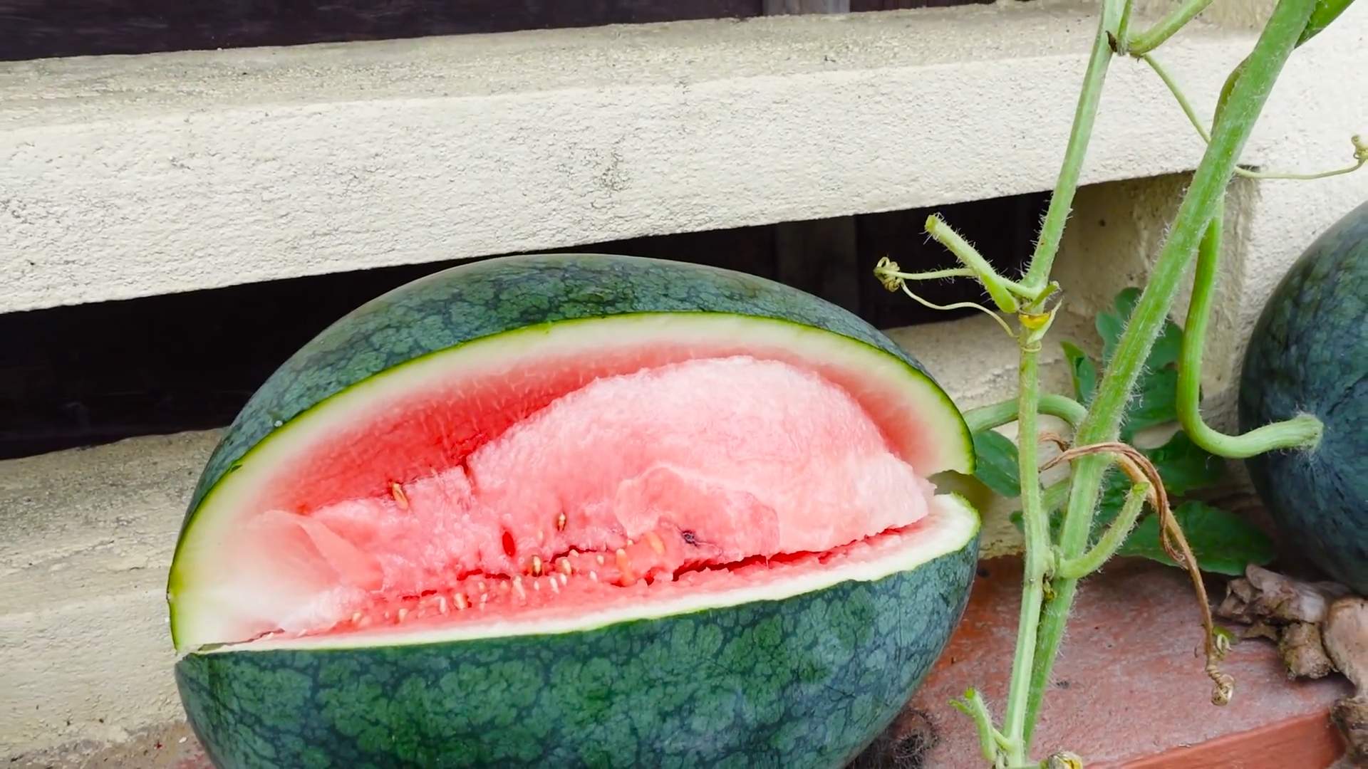 Wassermelone anbauen kleiner Raum