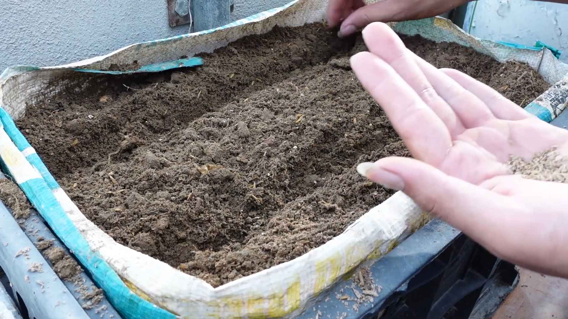 Karotten selber anbauen