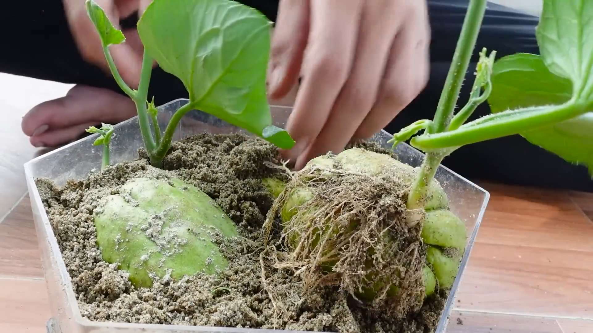 Chayote Anbau im Garten