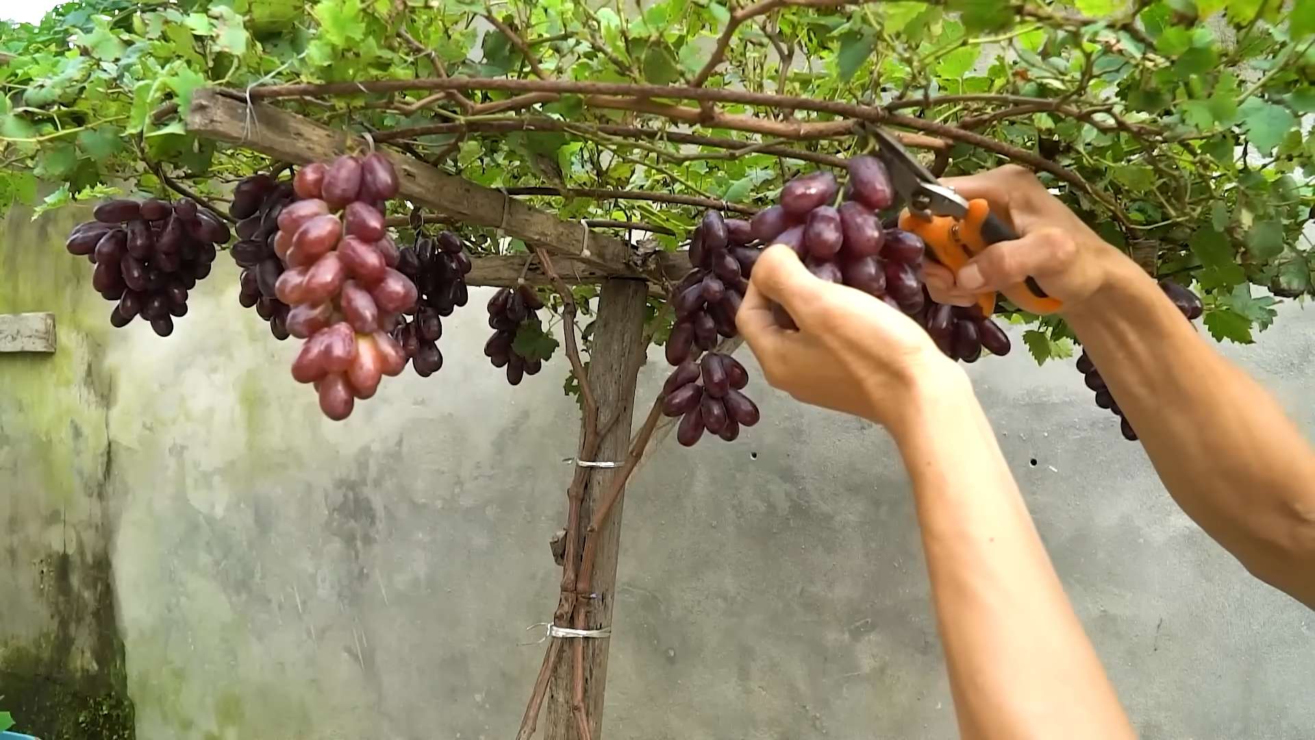 Weinreben zu Hause anbauen