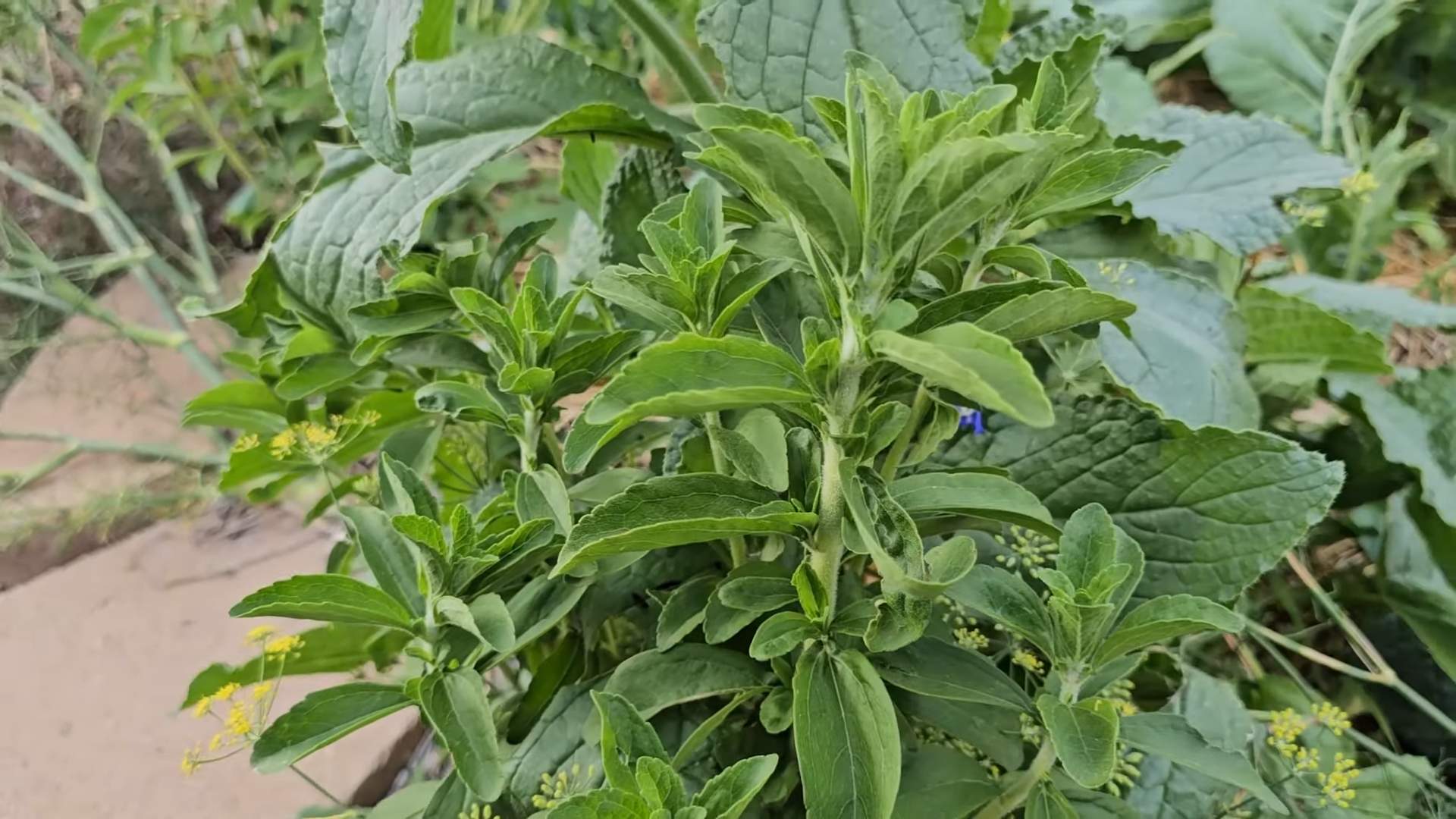 Stevia Anbauen Tipps