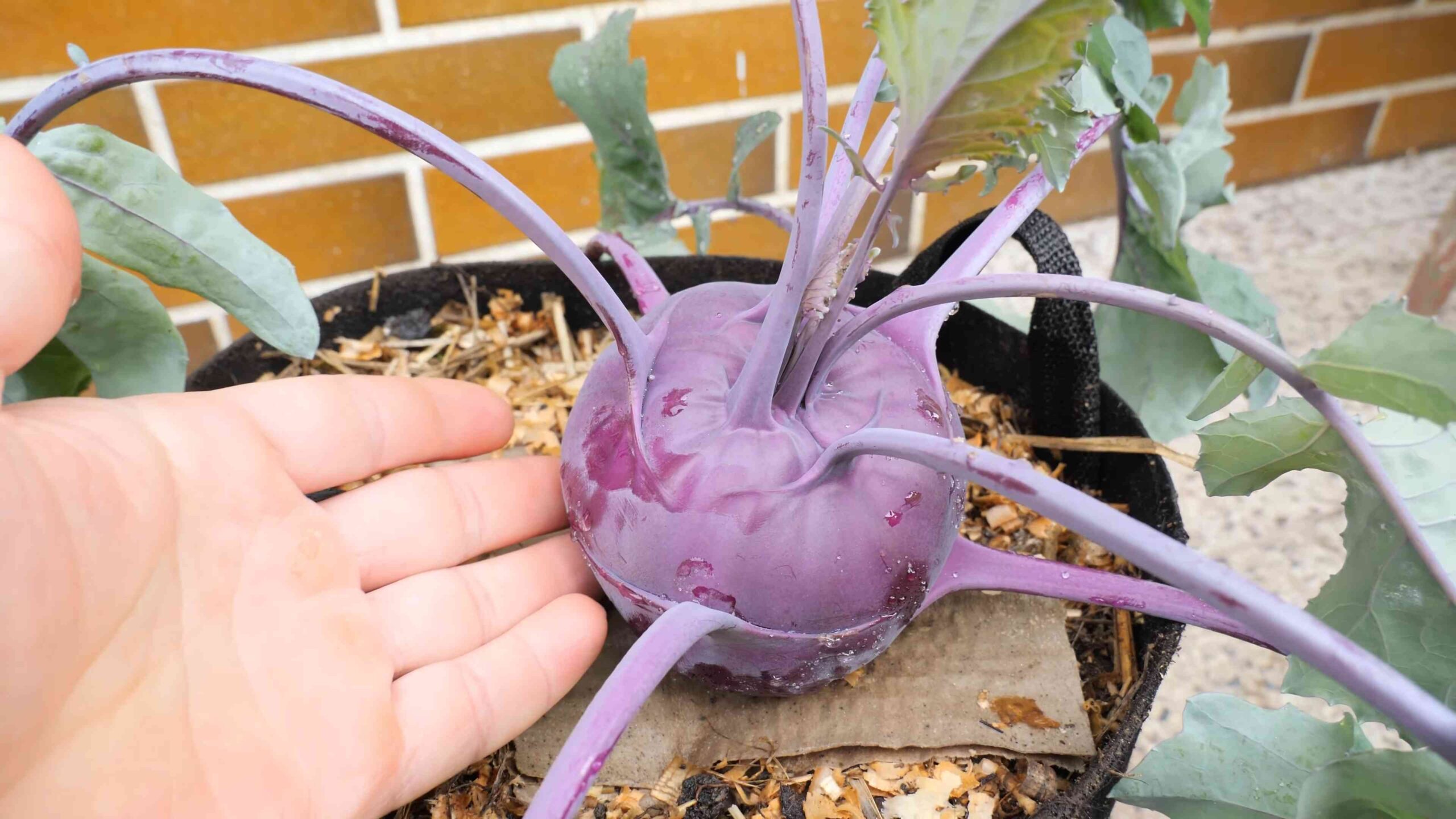 Kohlrabi Anbau Anleitung