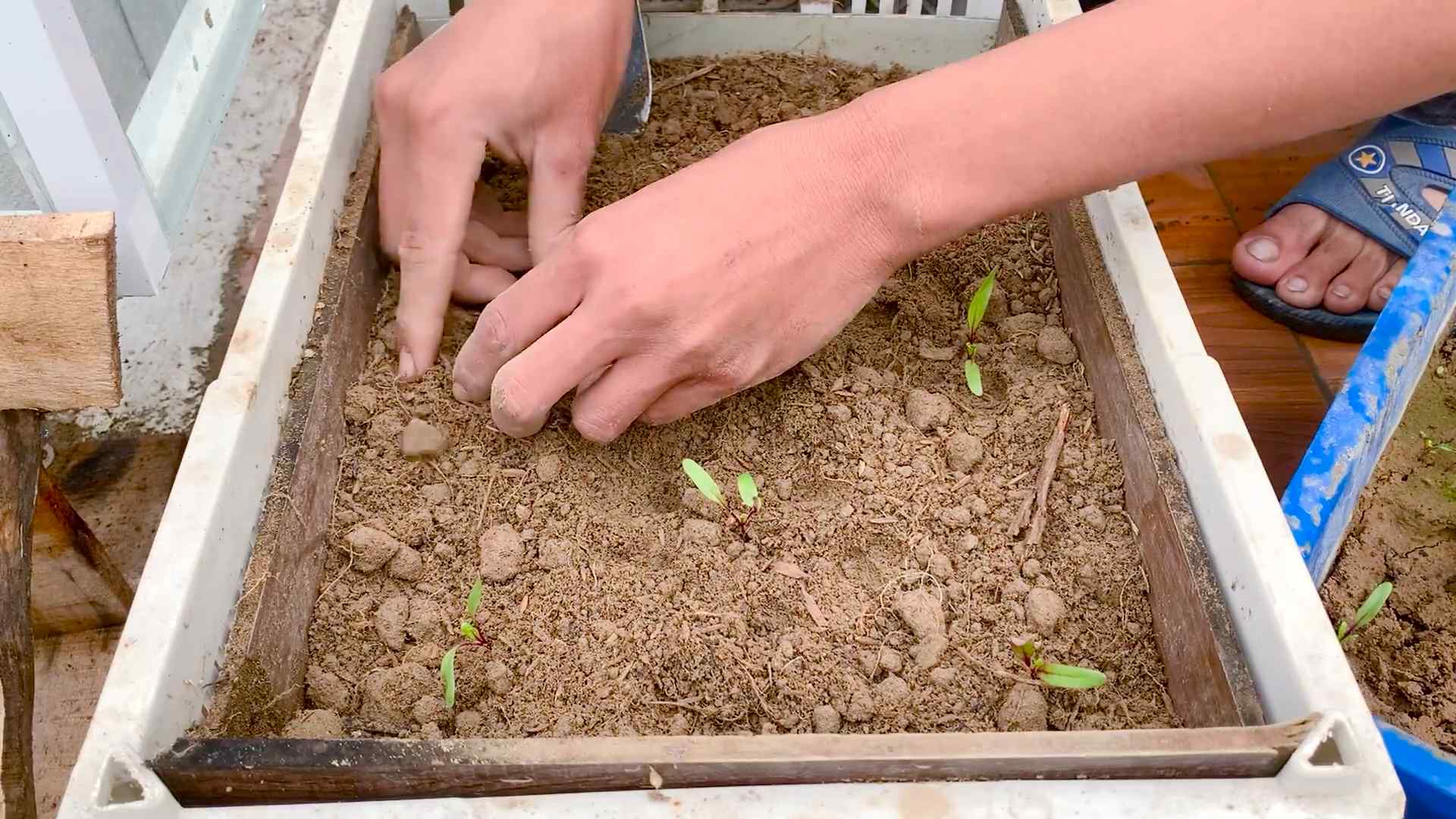 Rote Bete Anbau DIY