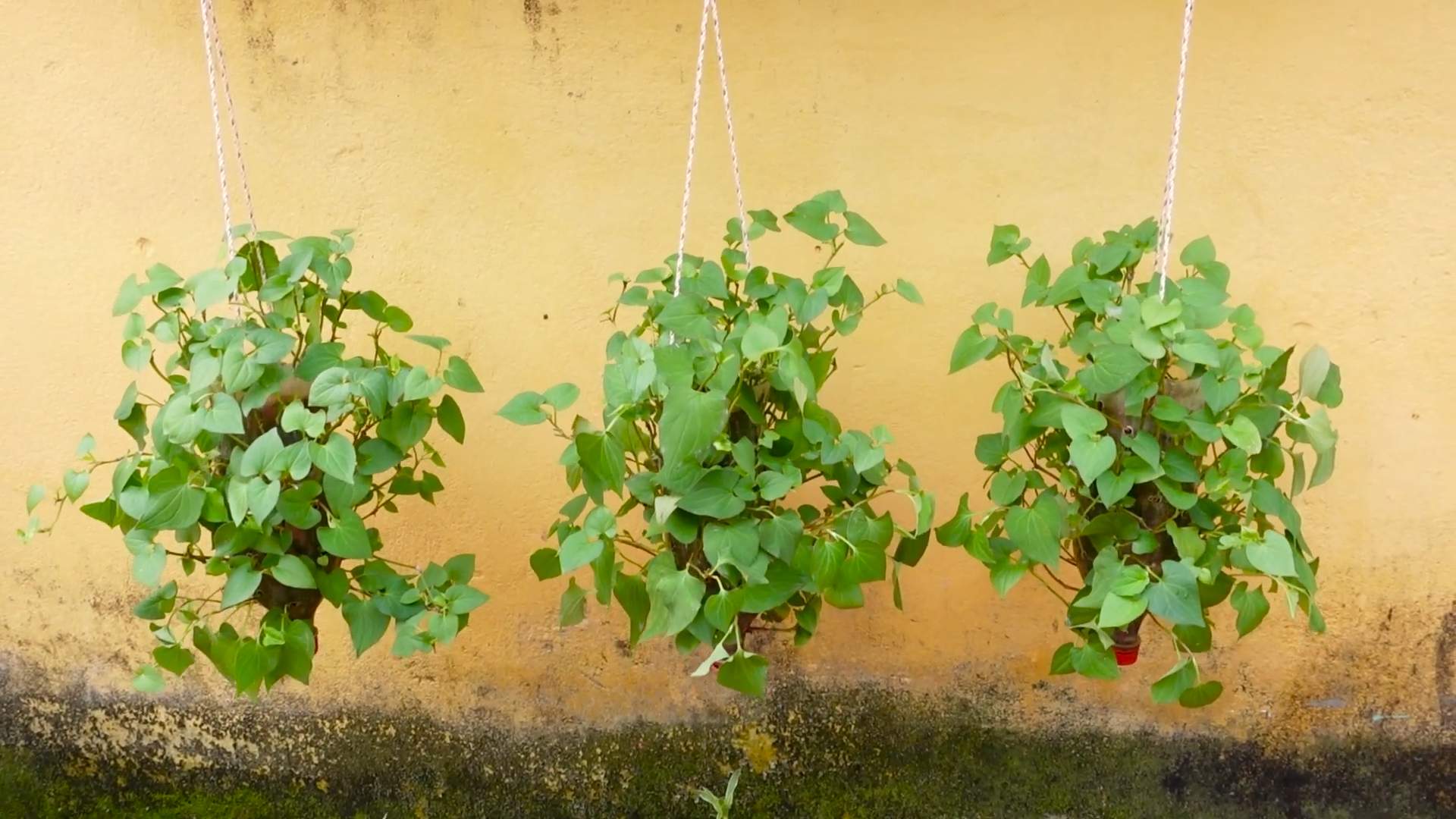 Houttuynia Cordata anbauen