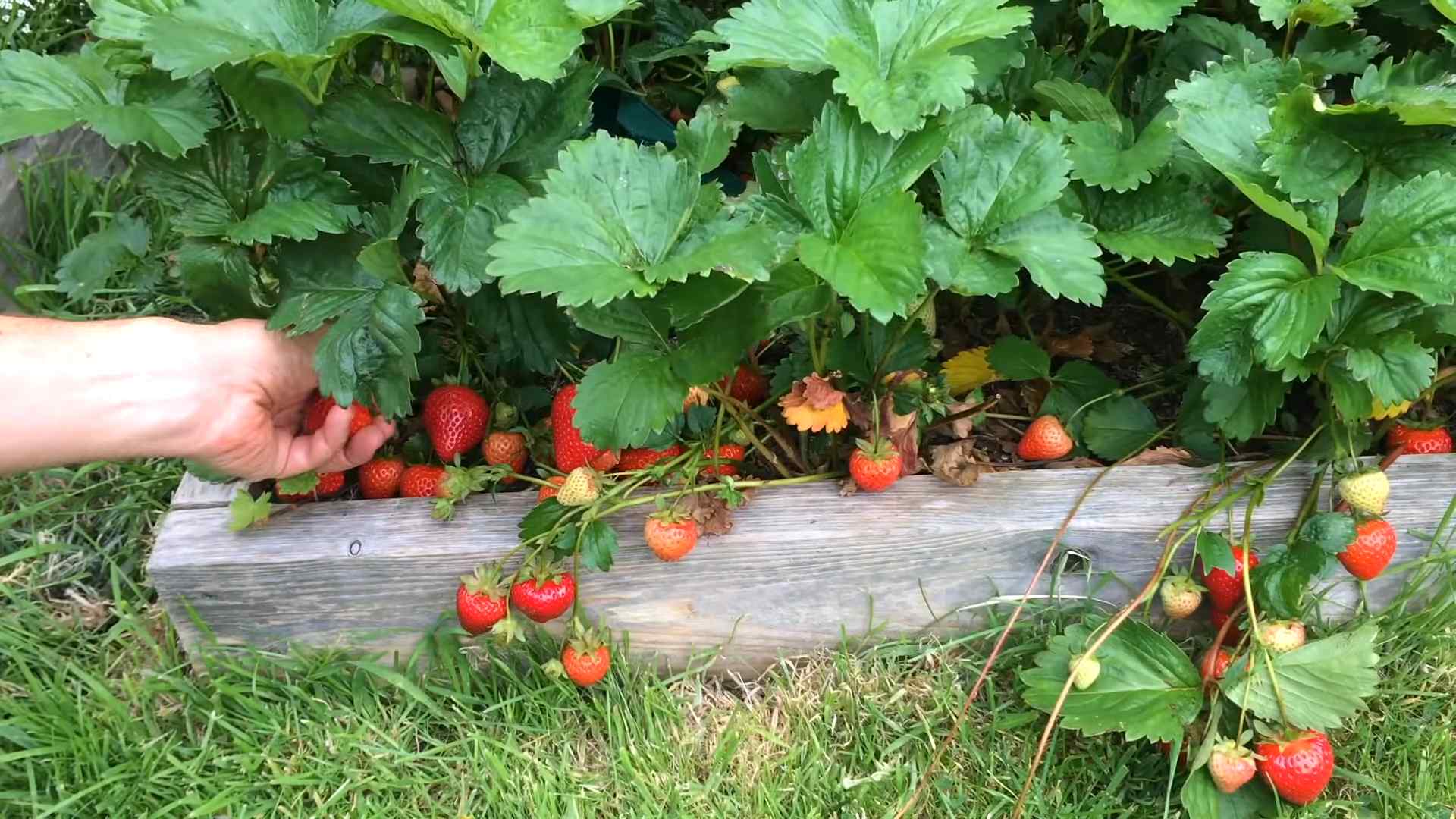 Erdbeeren selber anbauen