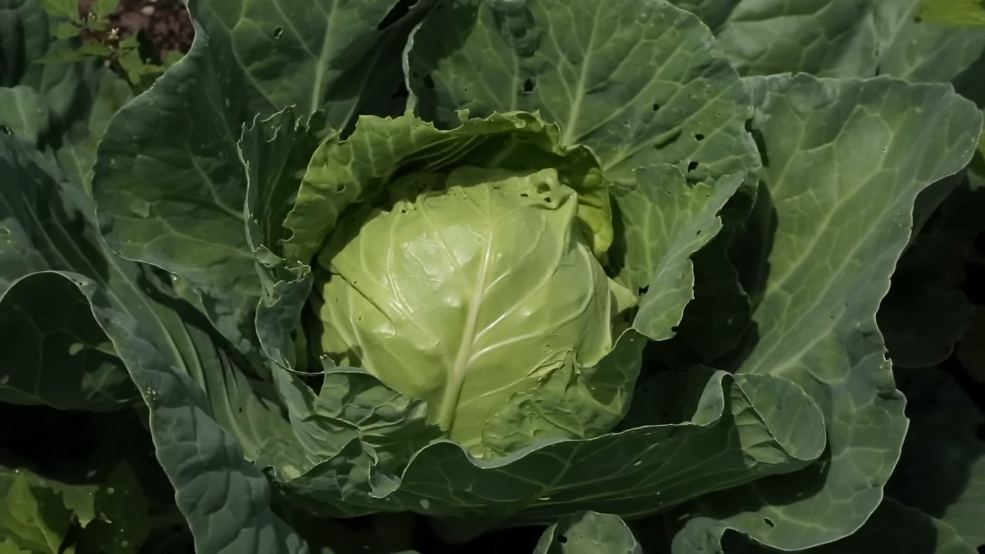 Kohl selber anbauen