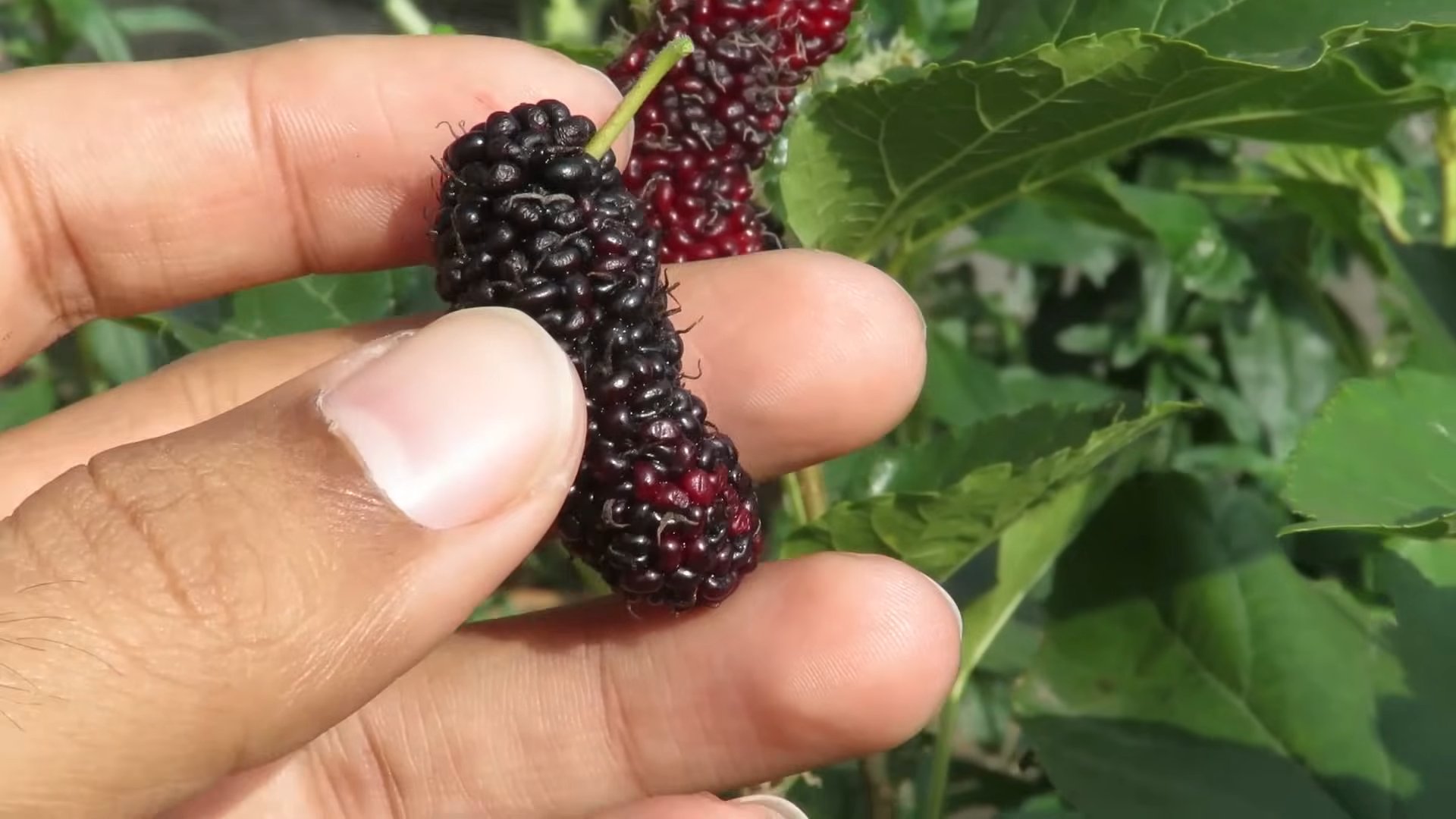 Maulbeeren anbauen: Einfache Tipps