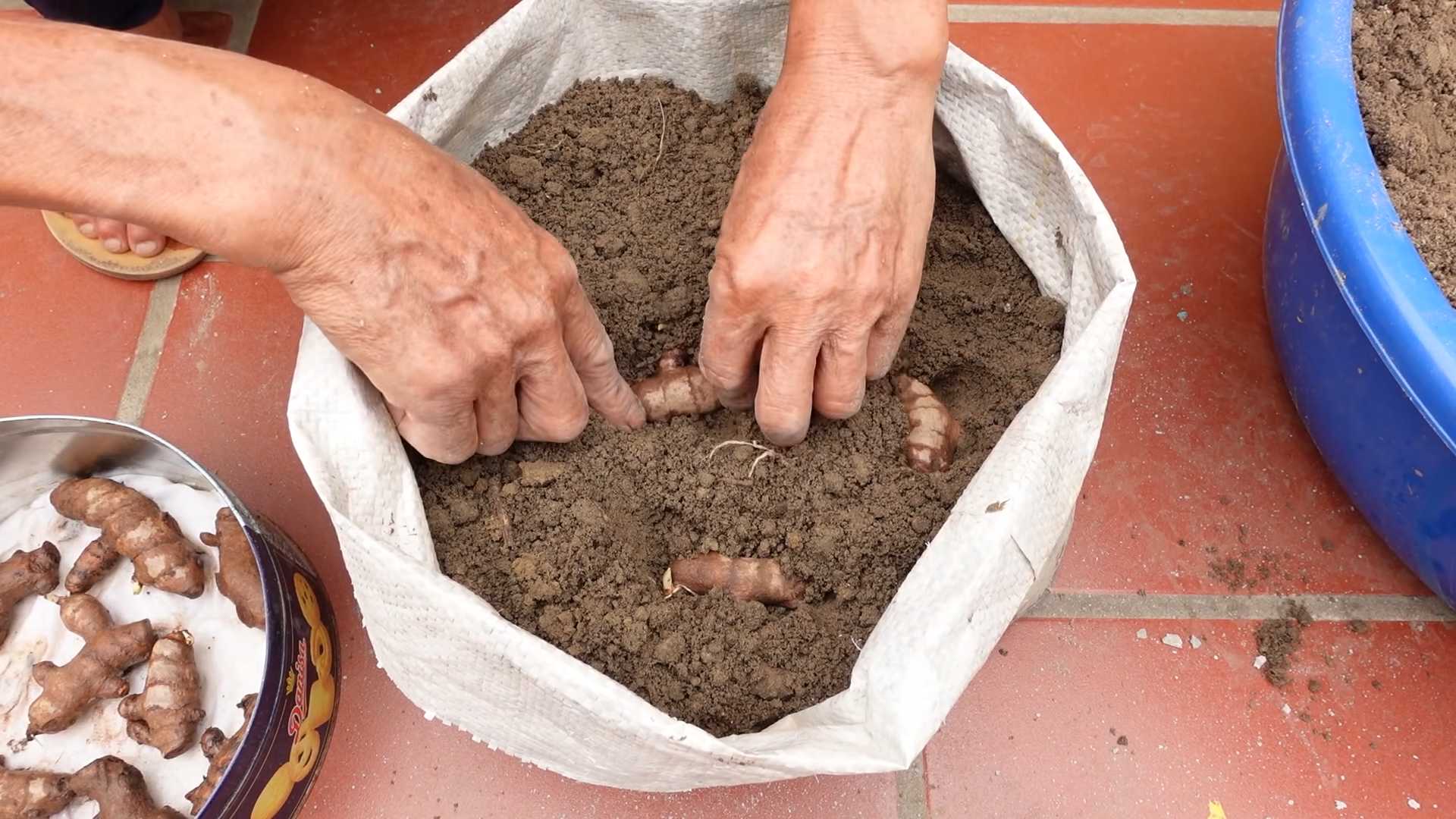 Kurkuma zu Hause anbauen