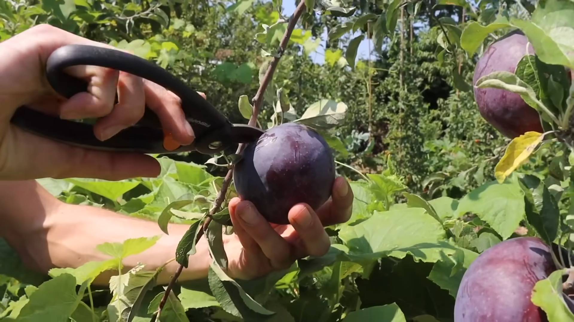 Apfelbaum aus Samen ziehen