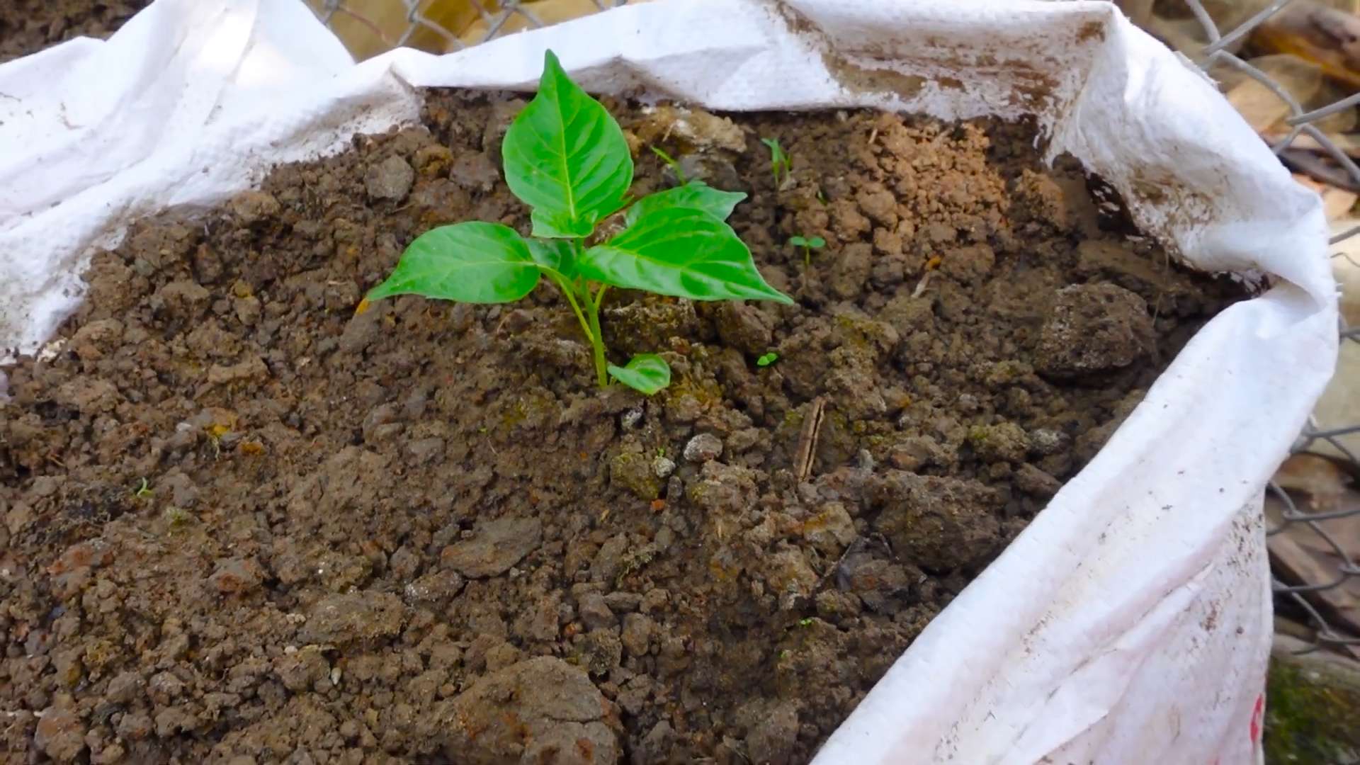 Herzförmige Paprika anbauen
