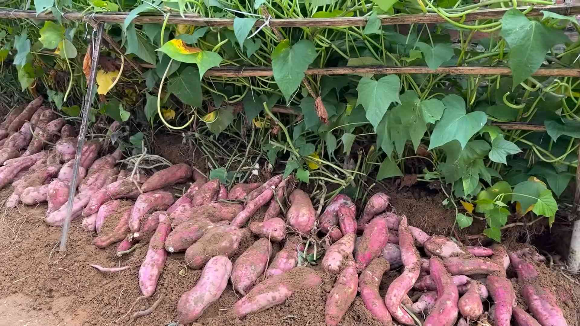 Süßkartoffeln im Eimer anbauen