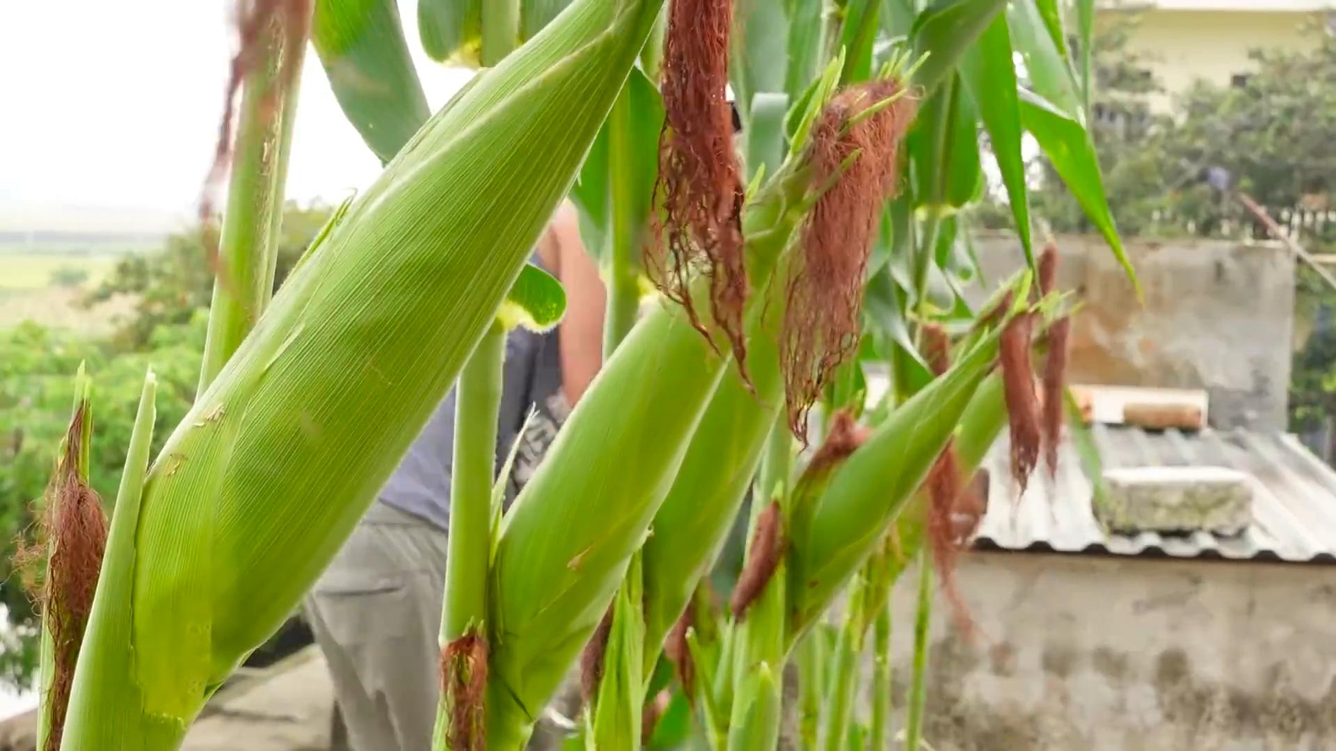 Süßmais Anbau im Garten