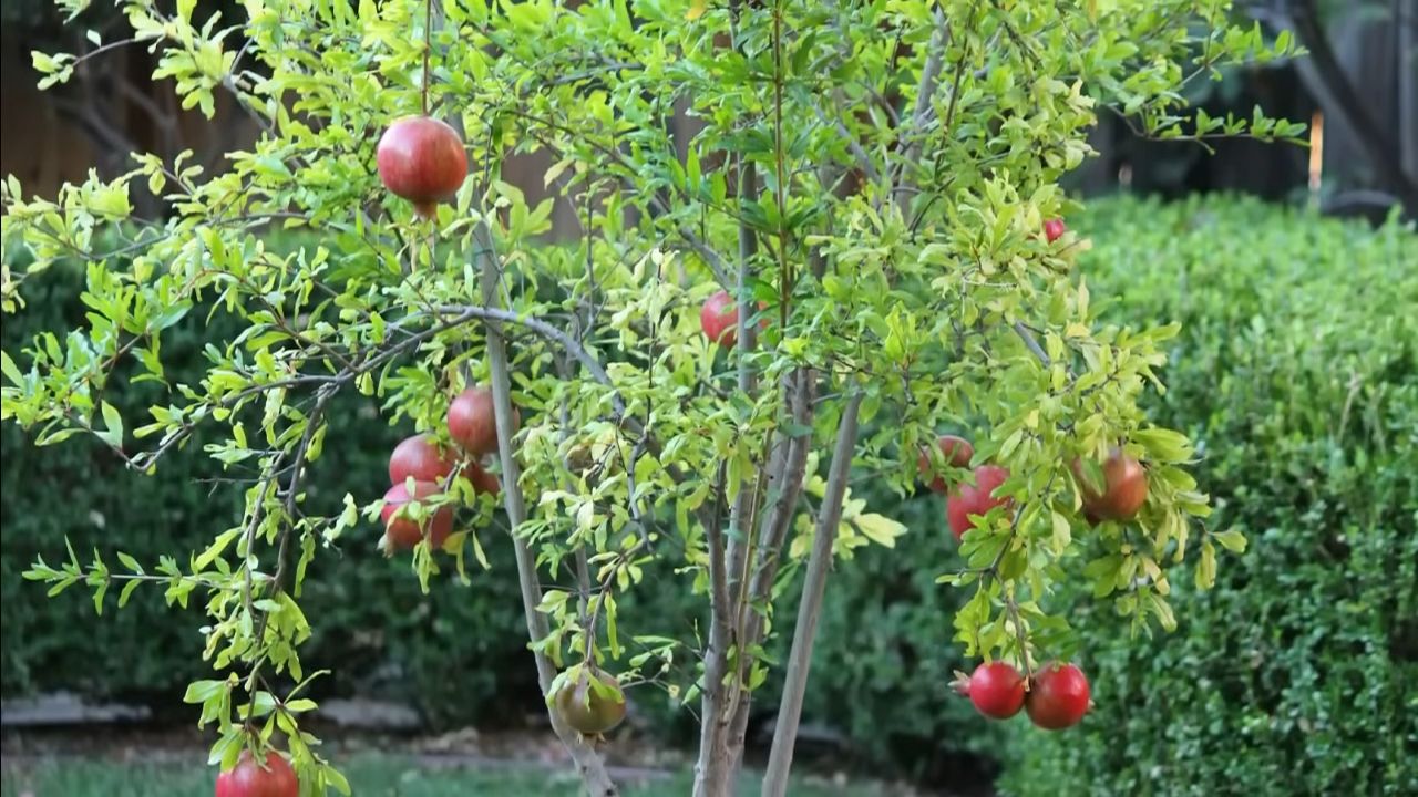 Granatapfelbaum pflanzen und pflegen