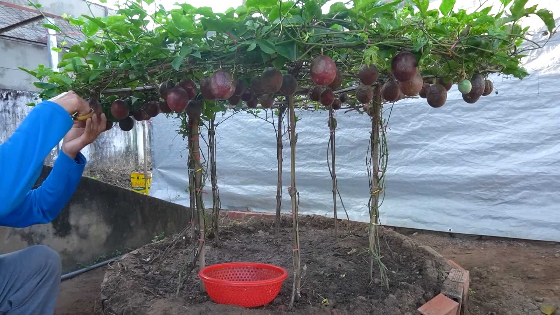 Passionsfrucht Anbau Pflege Ernte