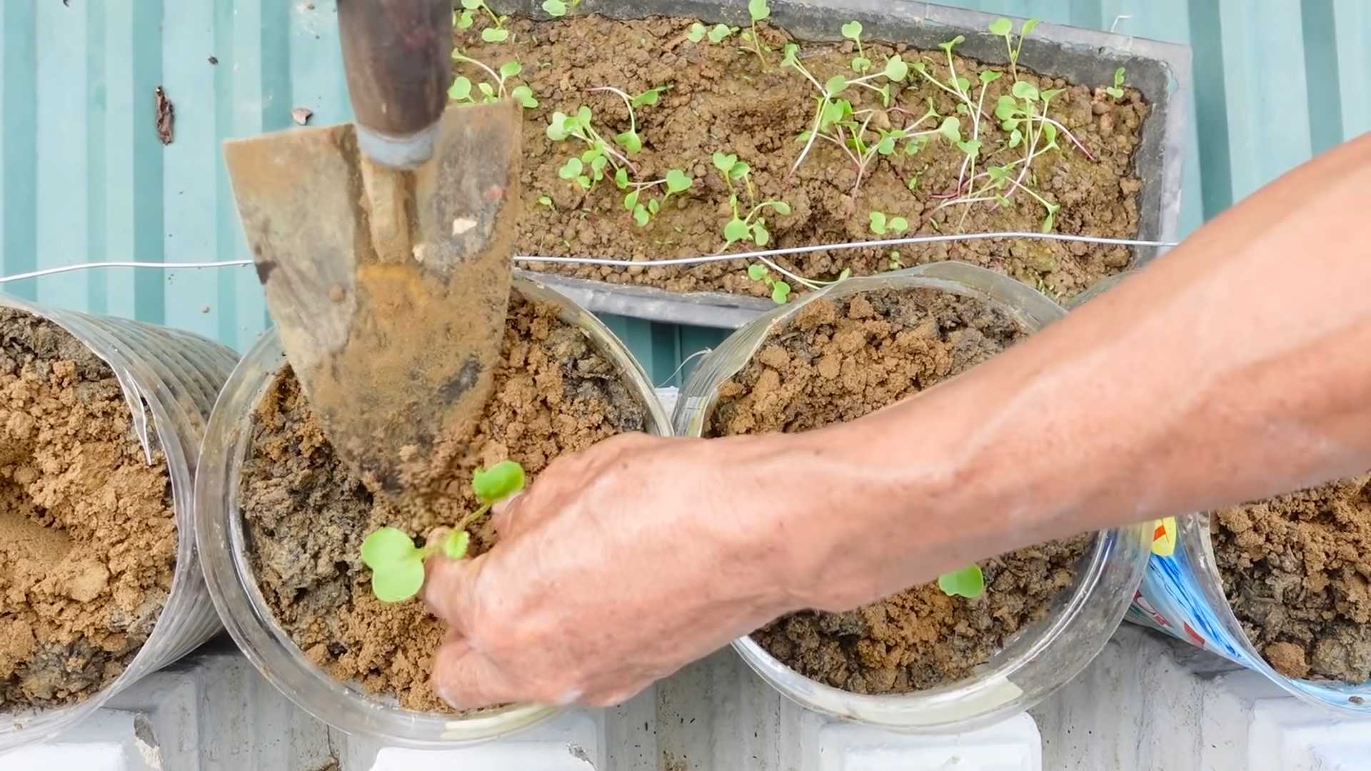 Brokkoli anbauen im Garten