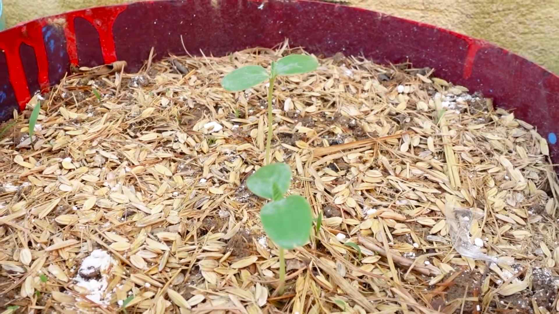 Honigmelonen Anbau im Garten
