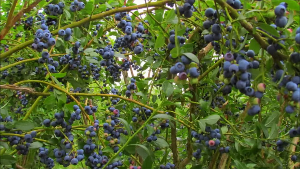 Blaubeeren zu Hause anbauen