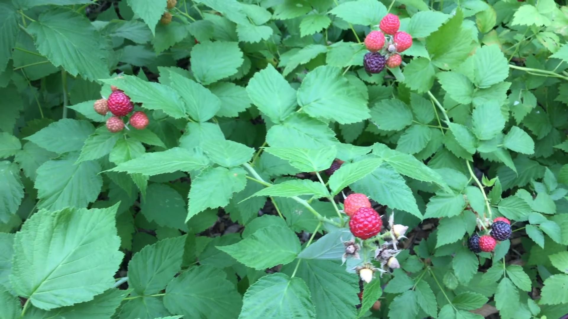 Himbeeren anbauen Sommerernte