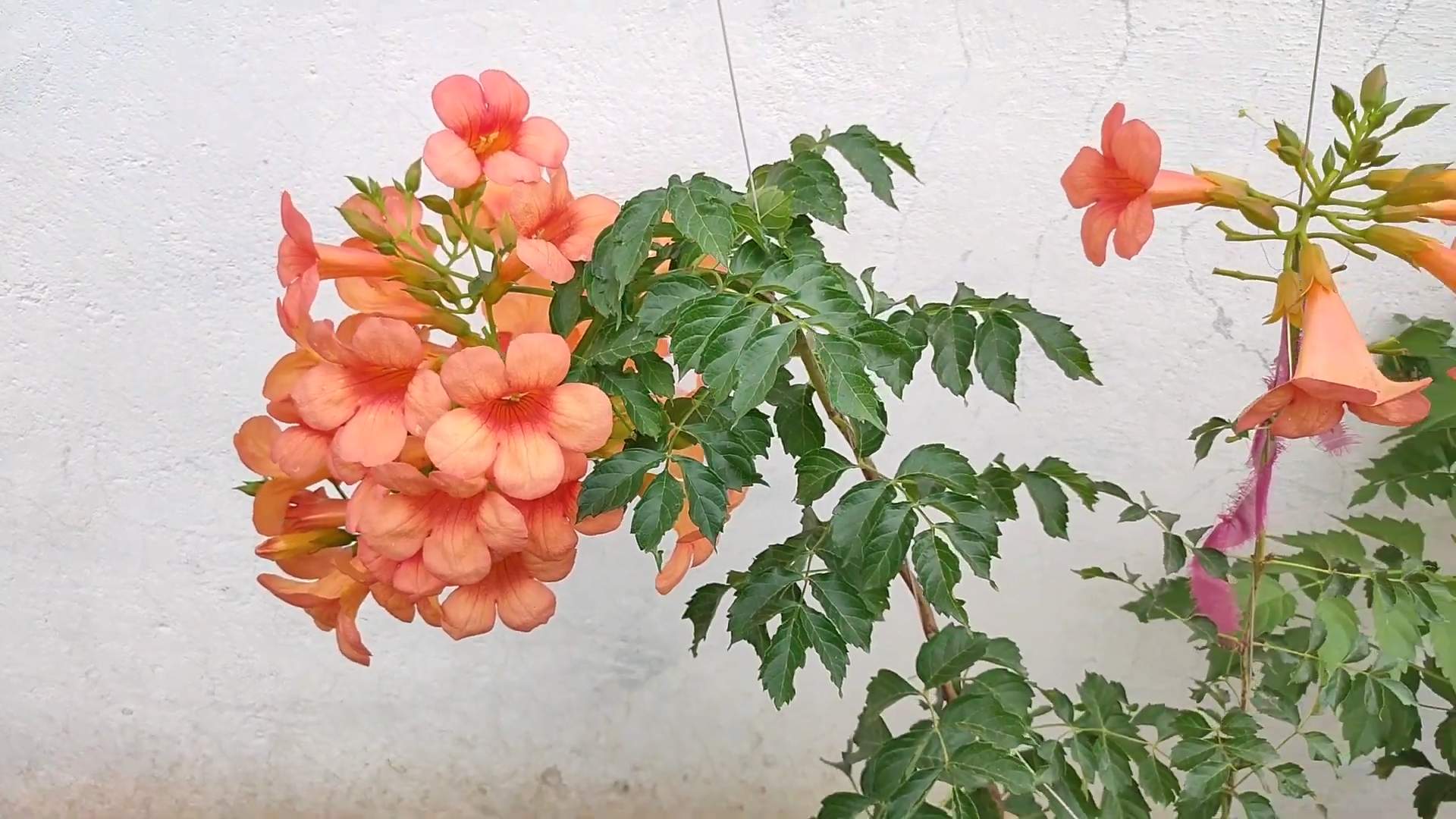 Trompetenblume richtig schneiden