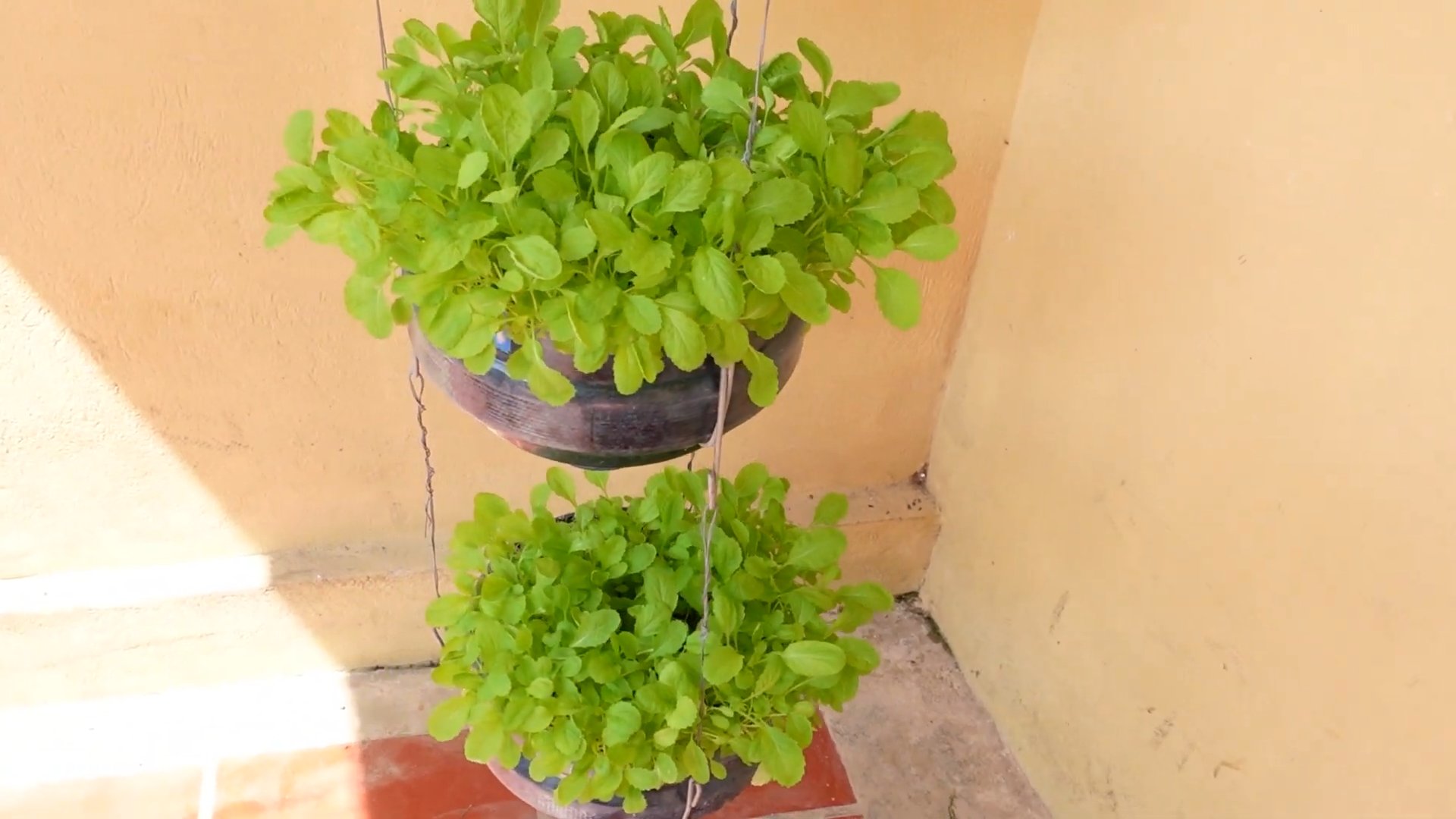 Amaranth Anbau im Garten