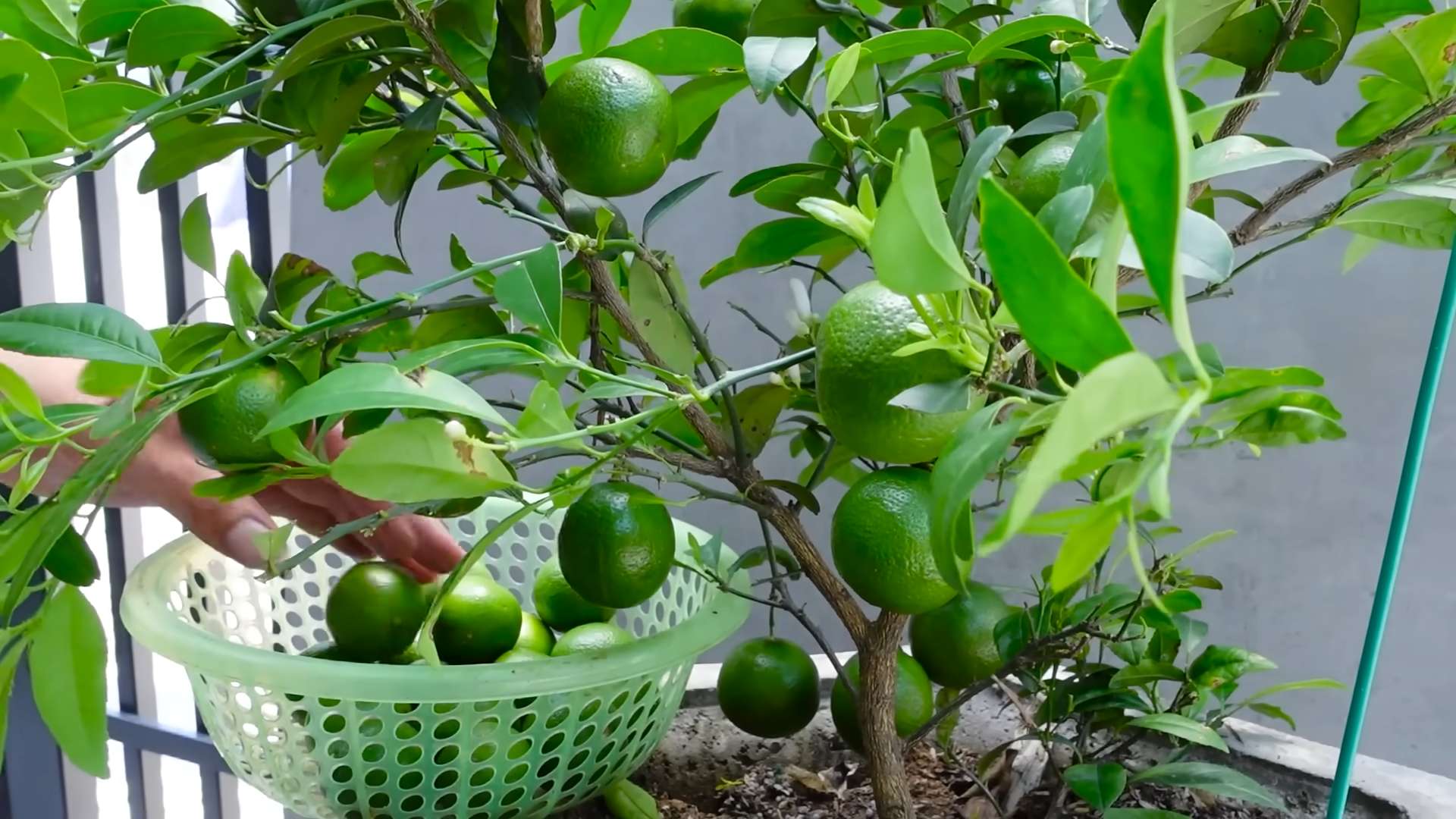 Zitronen anbauen im Garten