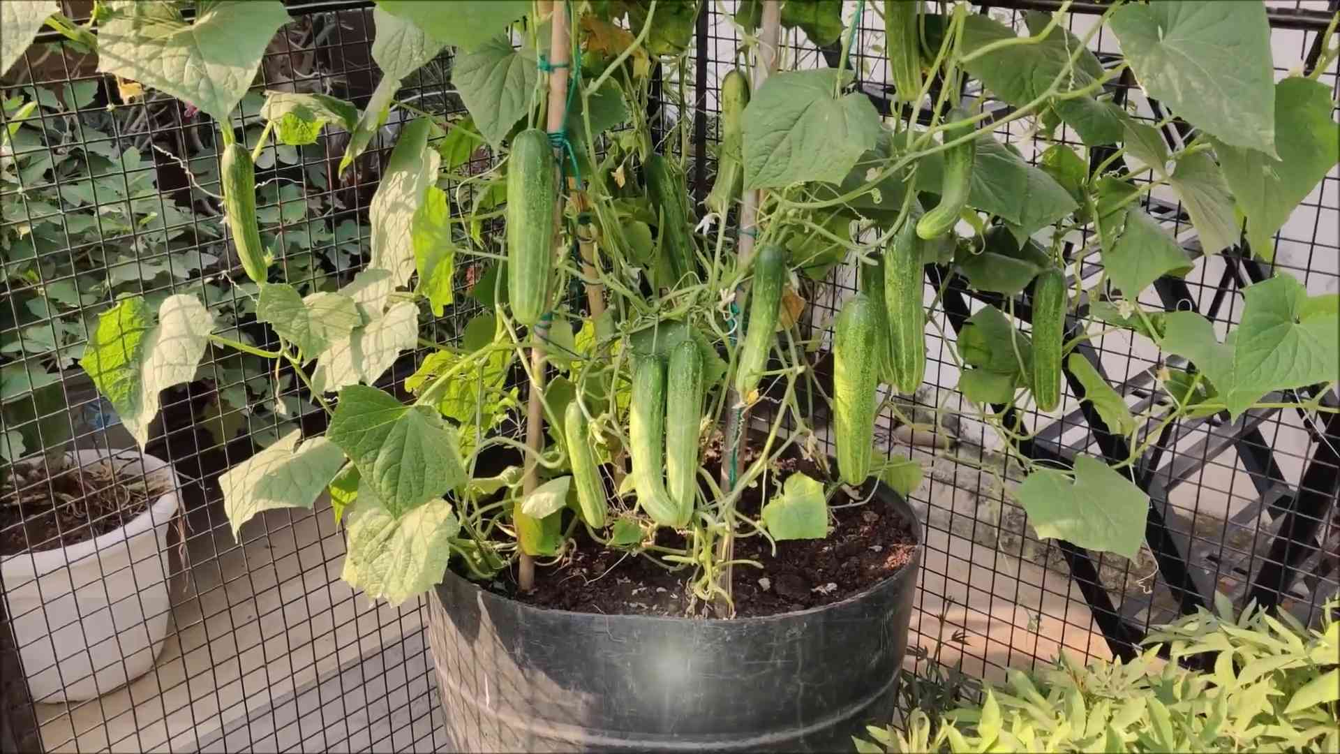 Gurken anbauen ohne Garten