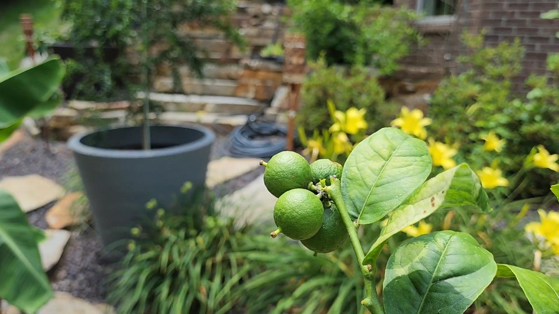 Calamansi Anbau im Topf