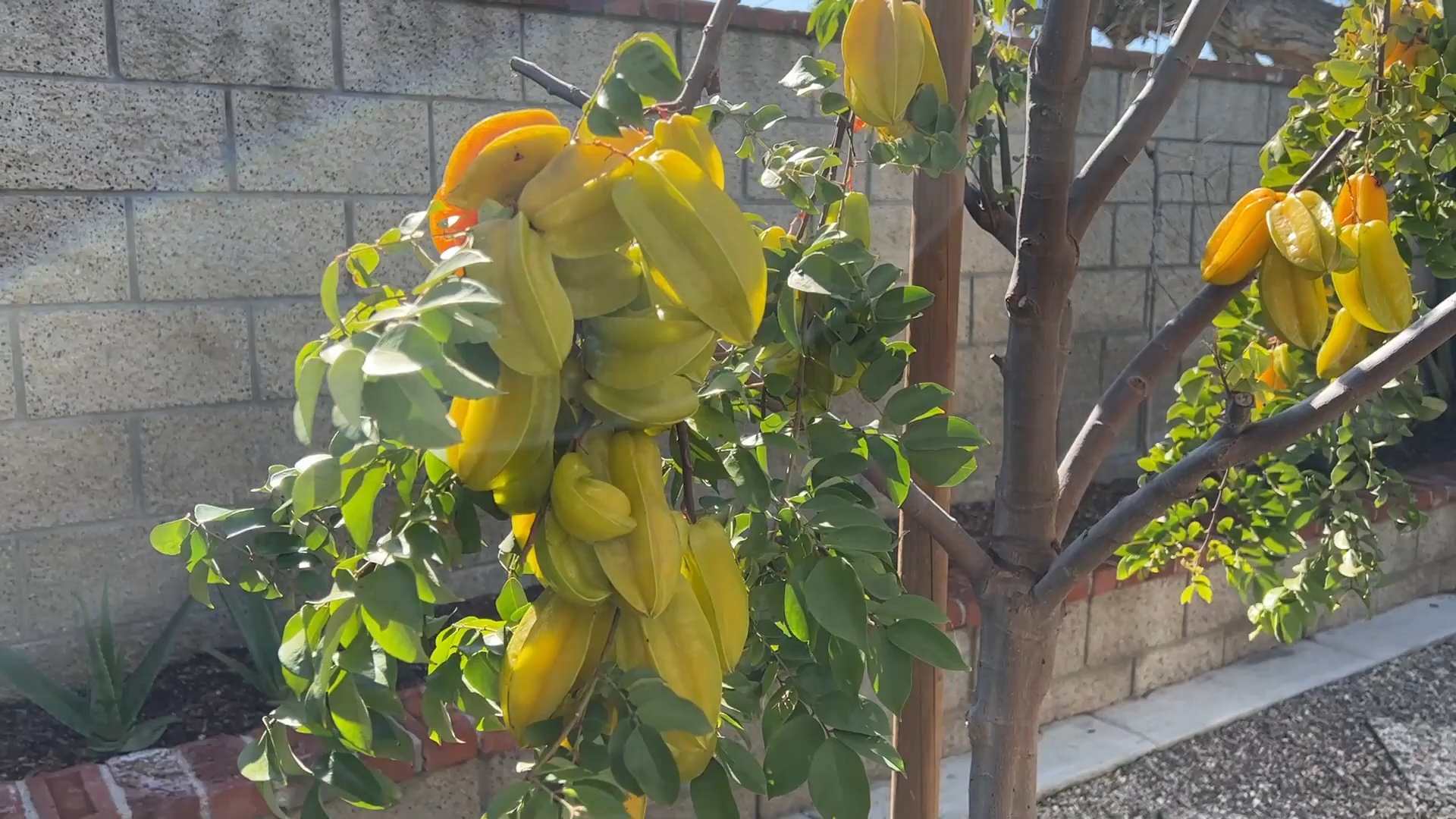 Sternfrucht Anbau zu Hause
