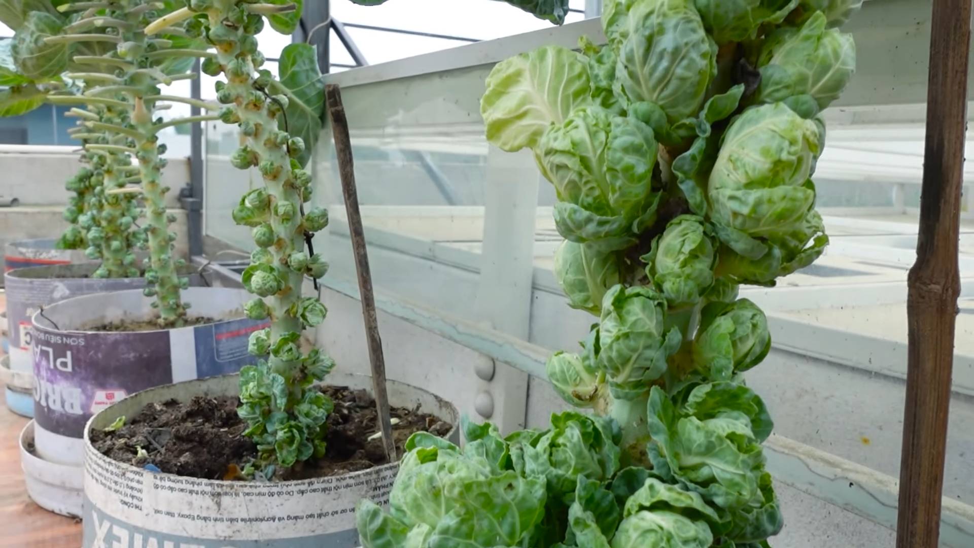 Rosenkohl anbauen Tipps