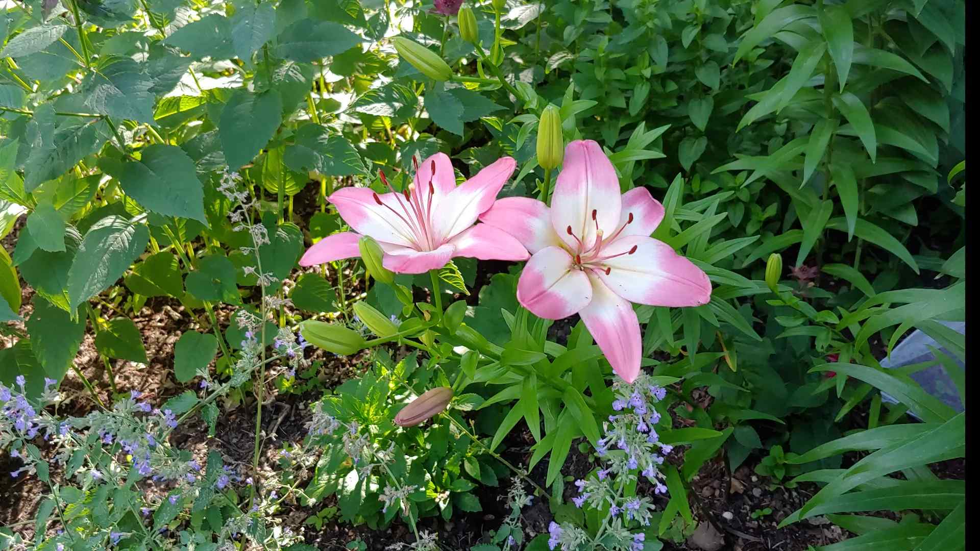 Lilien anpflanzen Tipps