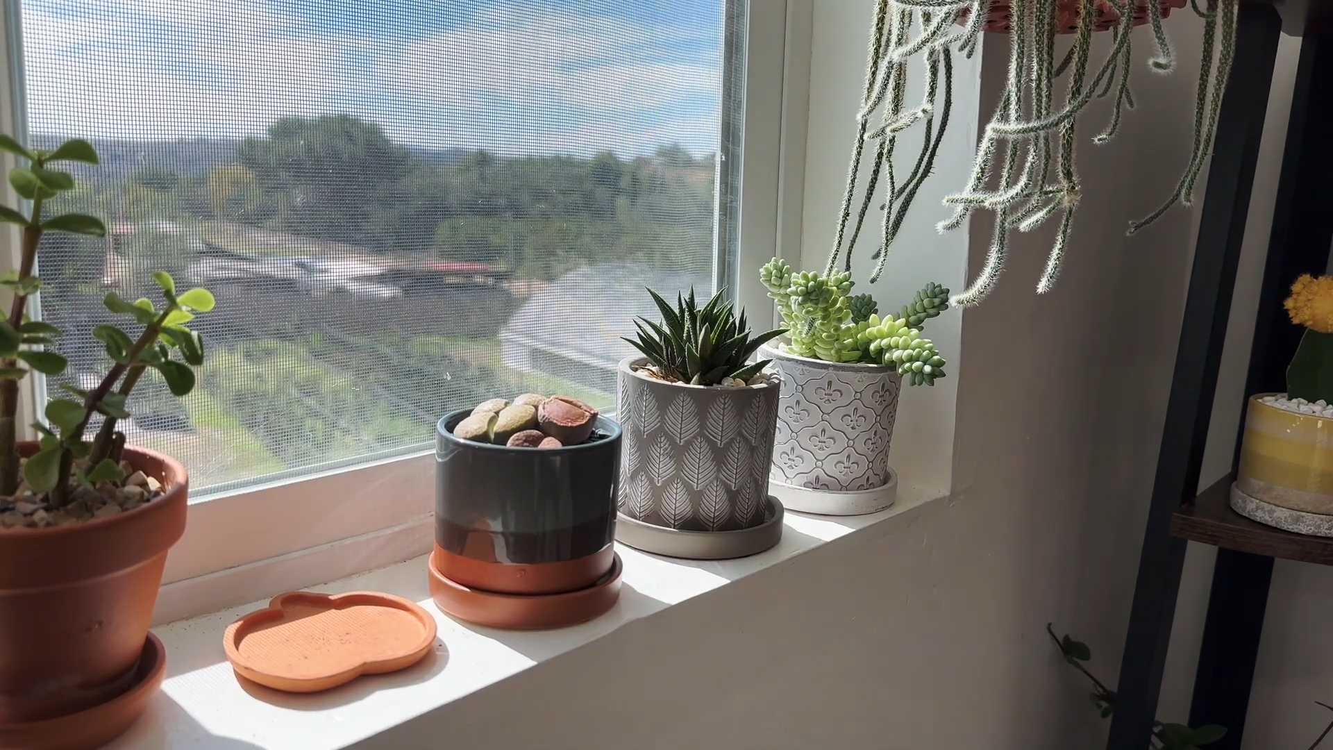 Lithops Pflege Lebende Steine