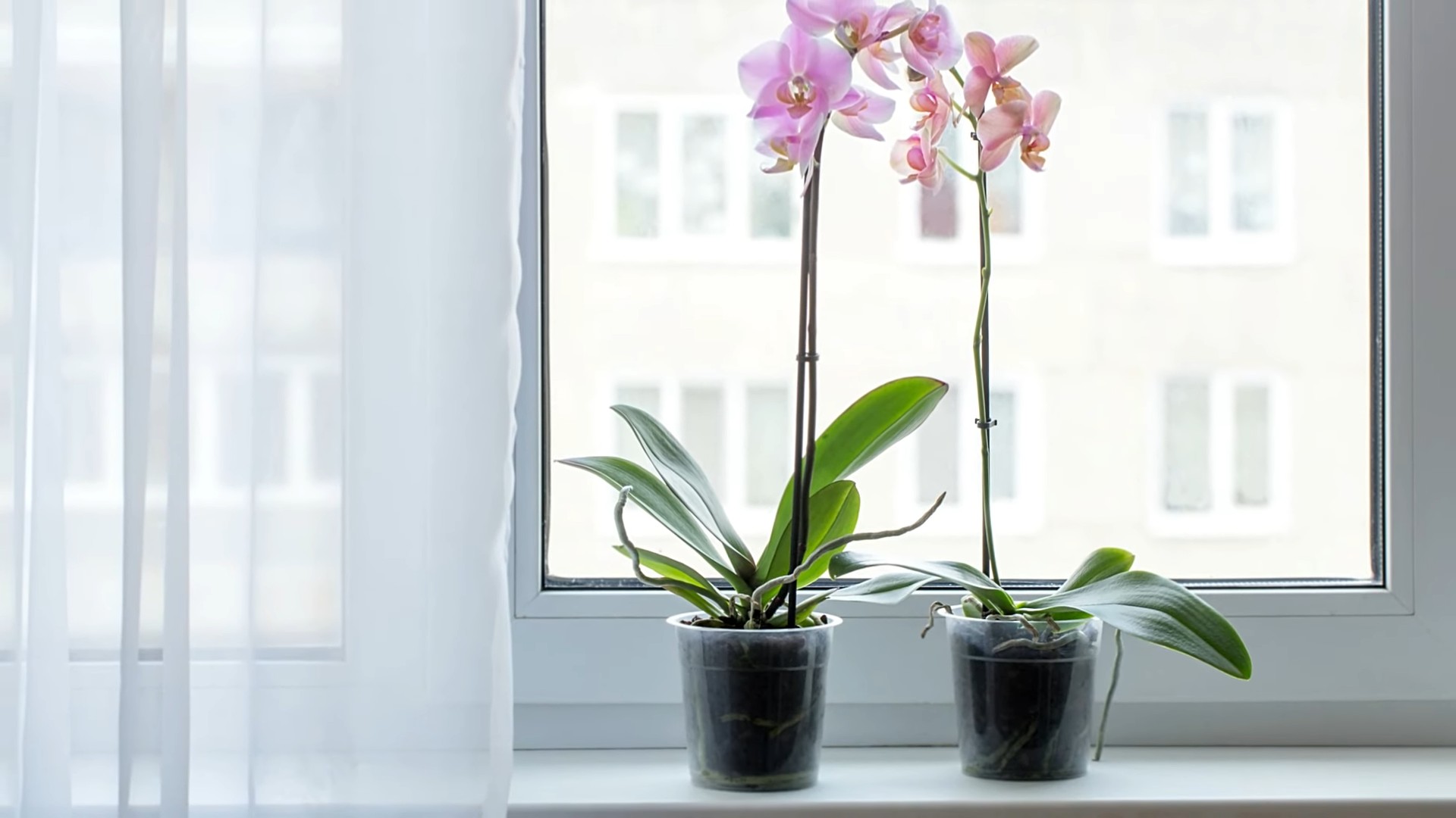 Orchideen erfolgreich anbauen