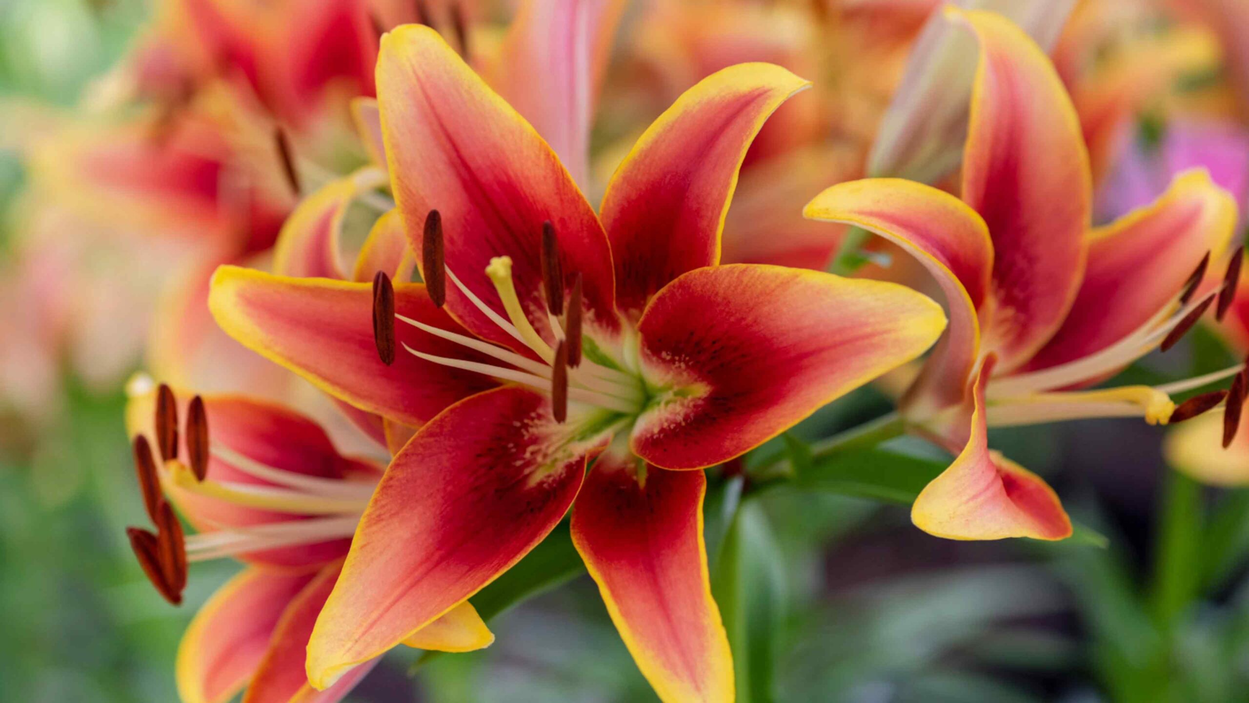 Lilien anpflanzen für Anfänger