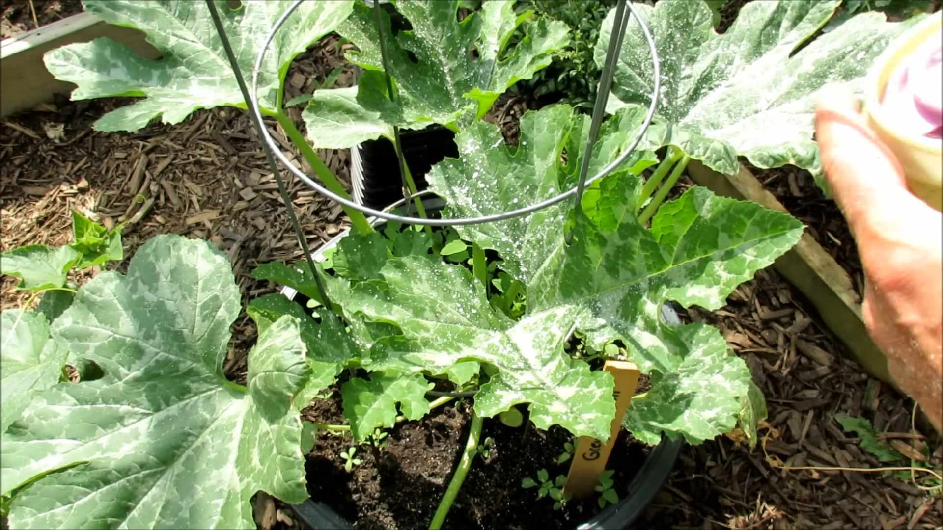 Kieselgur im Garten verwenden