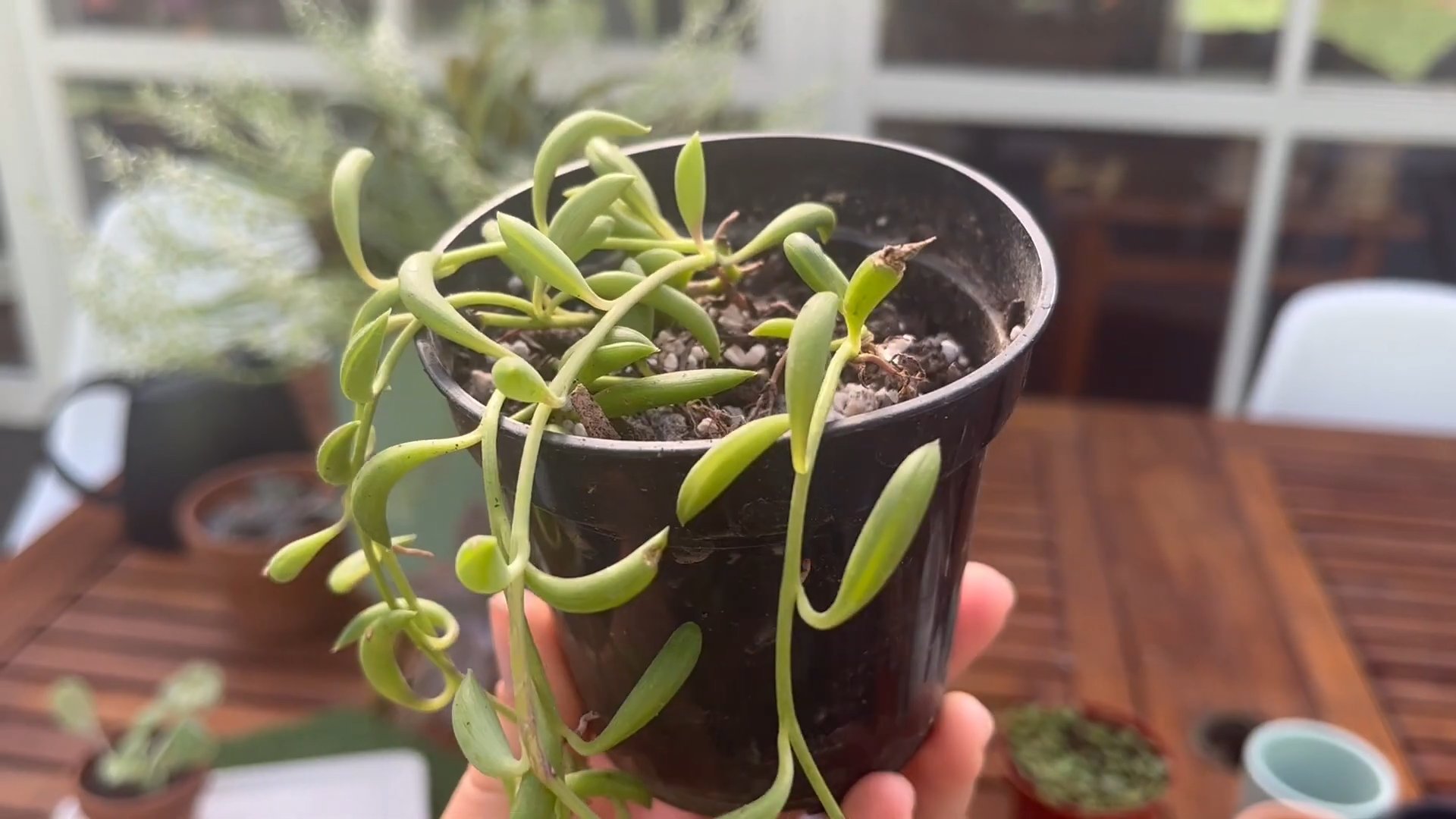 String of Bananas pflegen