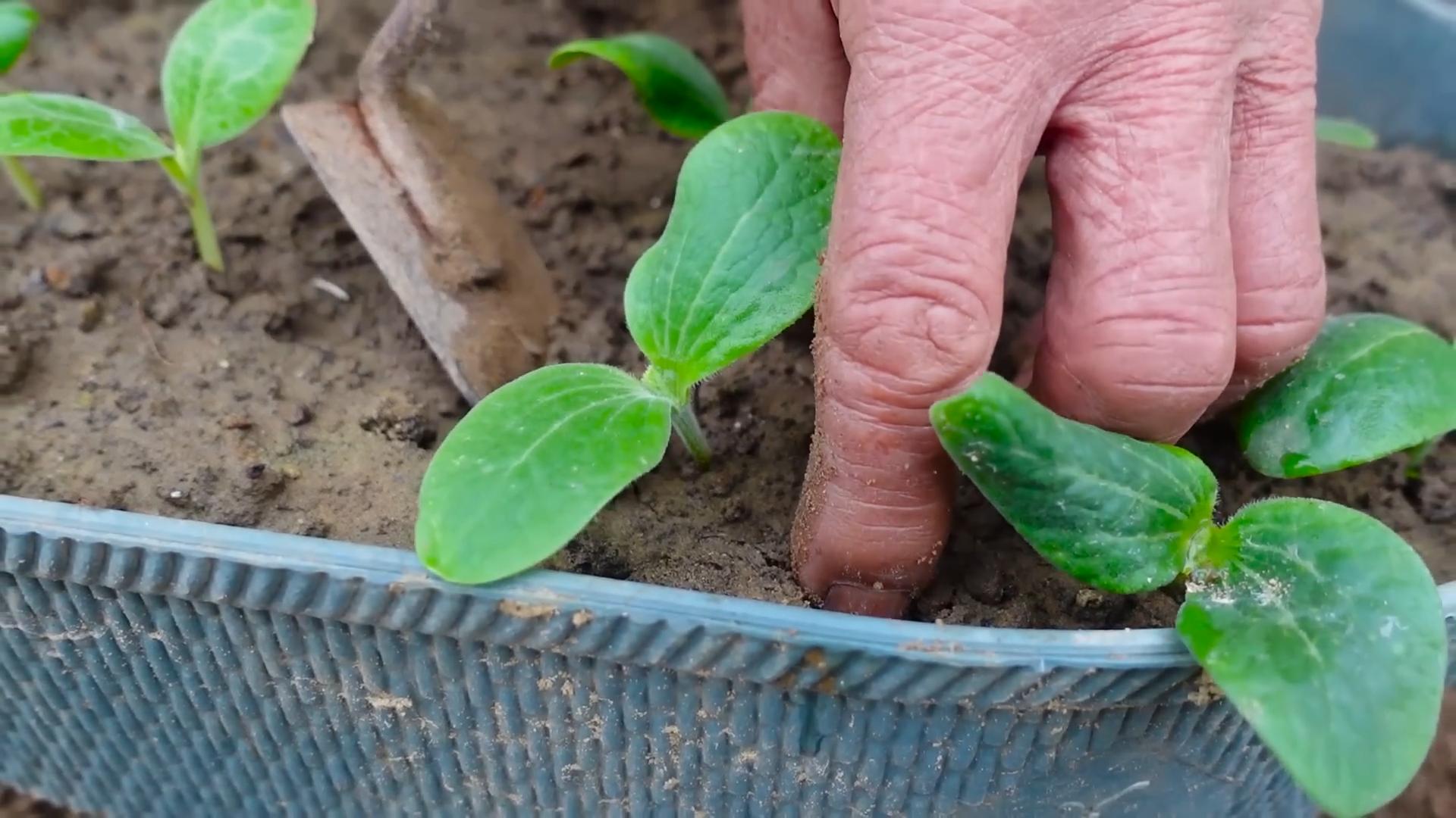 Zucchini anpflanzen und pflegen